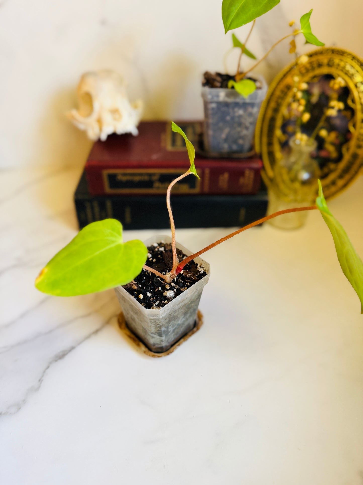 Besseae aff. x Fort Sherman Anthurium Seedling
