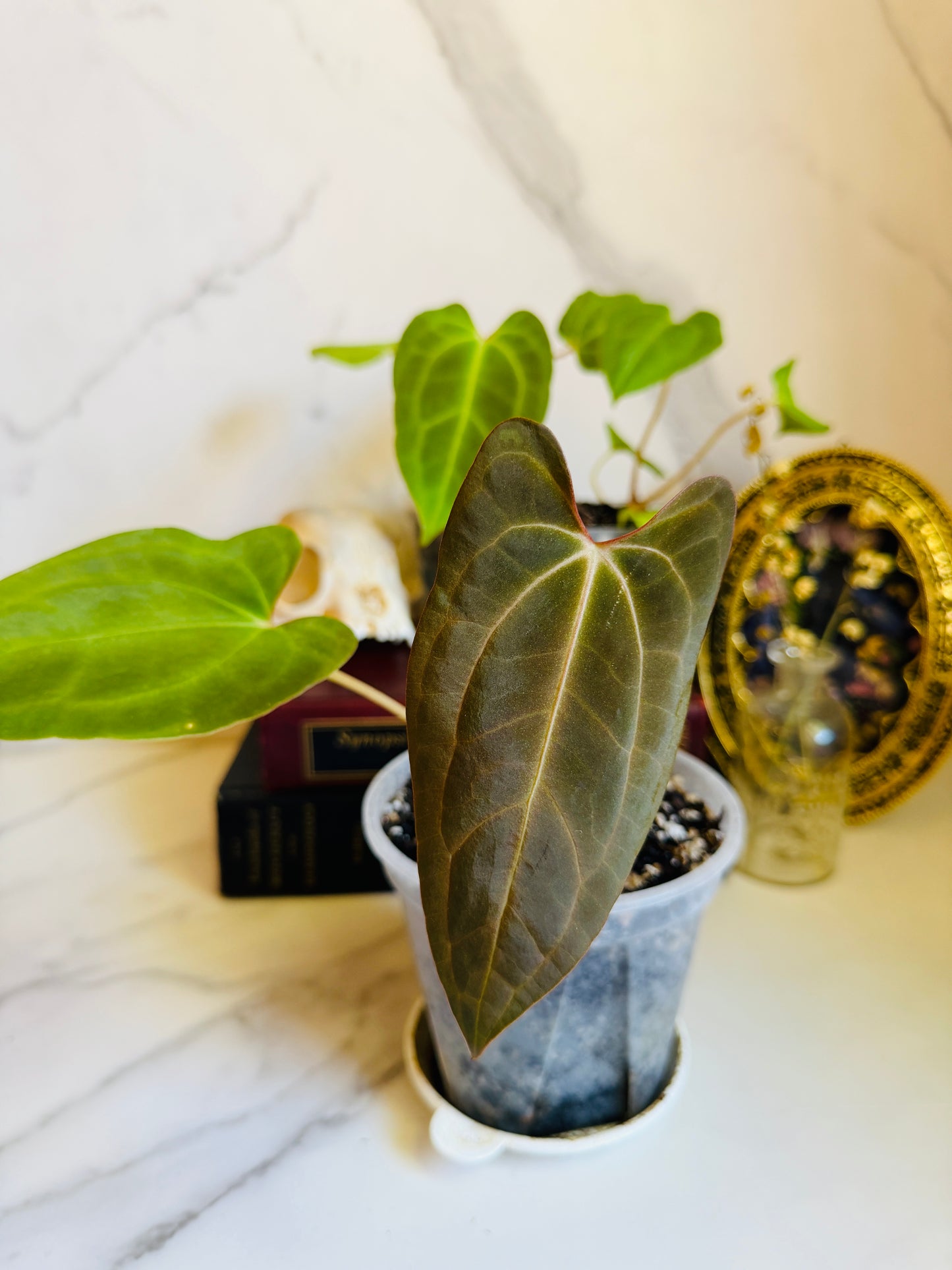 Besseae aff. x Fort Sherman Anthurium Seedling