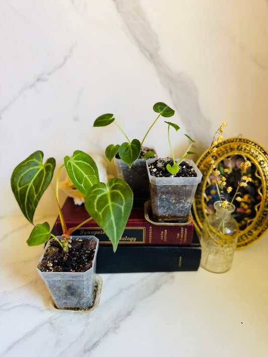 Magnificum x (Verde x Forgetii) Anthurium Seedling