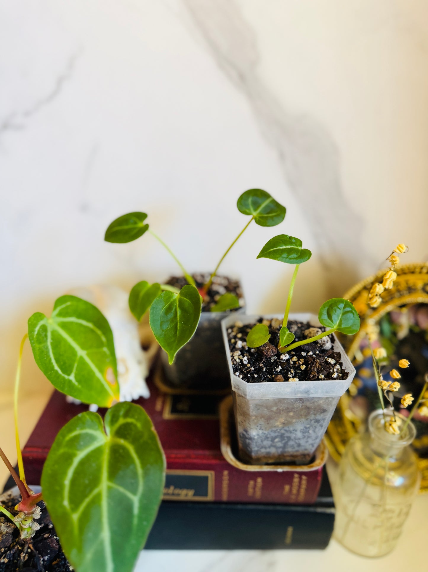 Magnificum x (Verde x Forgetii) Anthurium Seedling