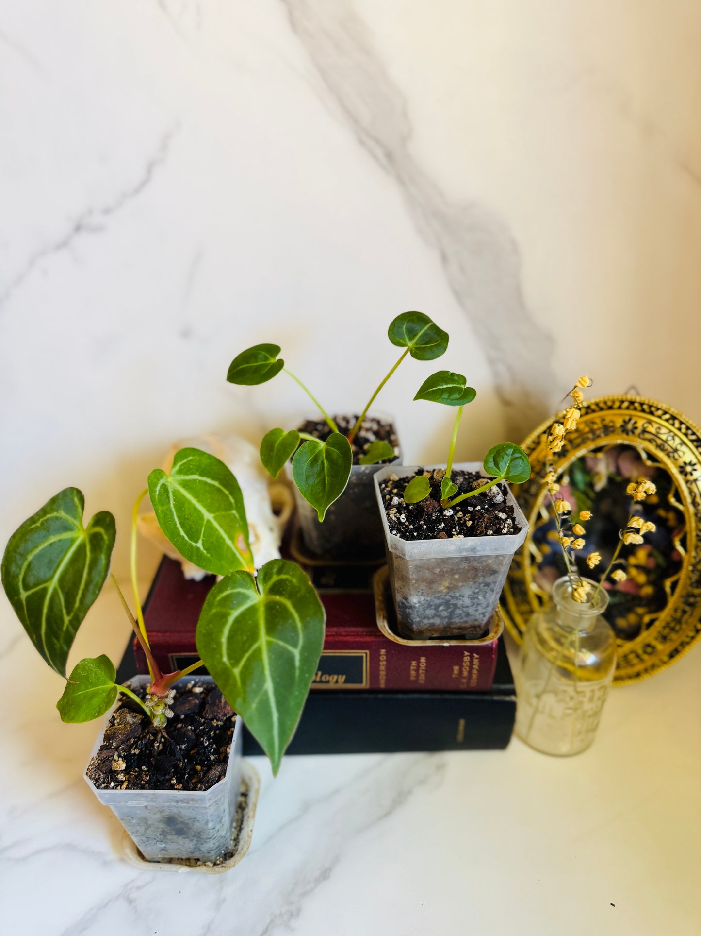 Magnificum x (Verde x Forgetii) Anthurium Seedling