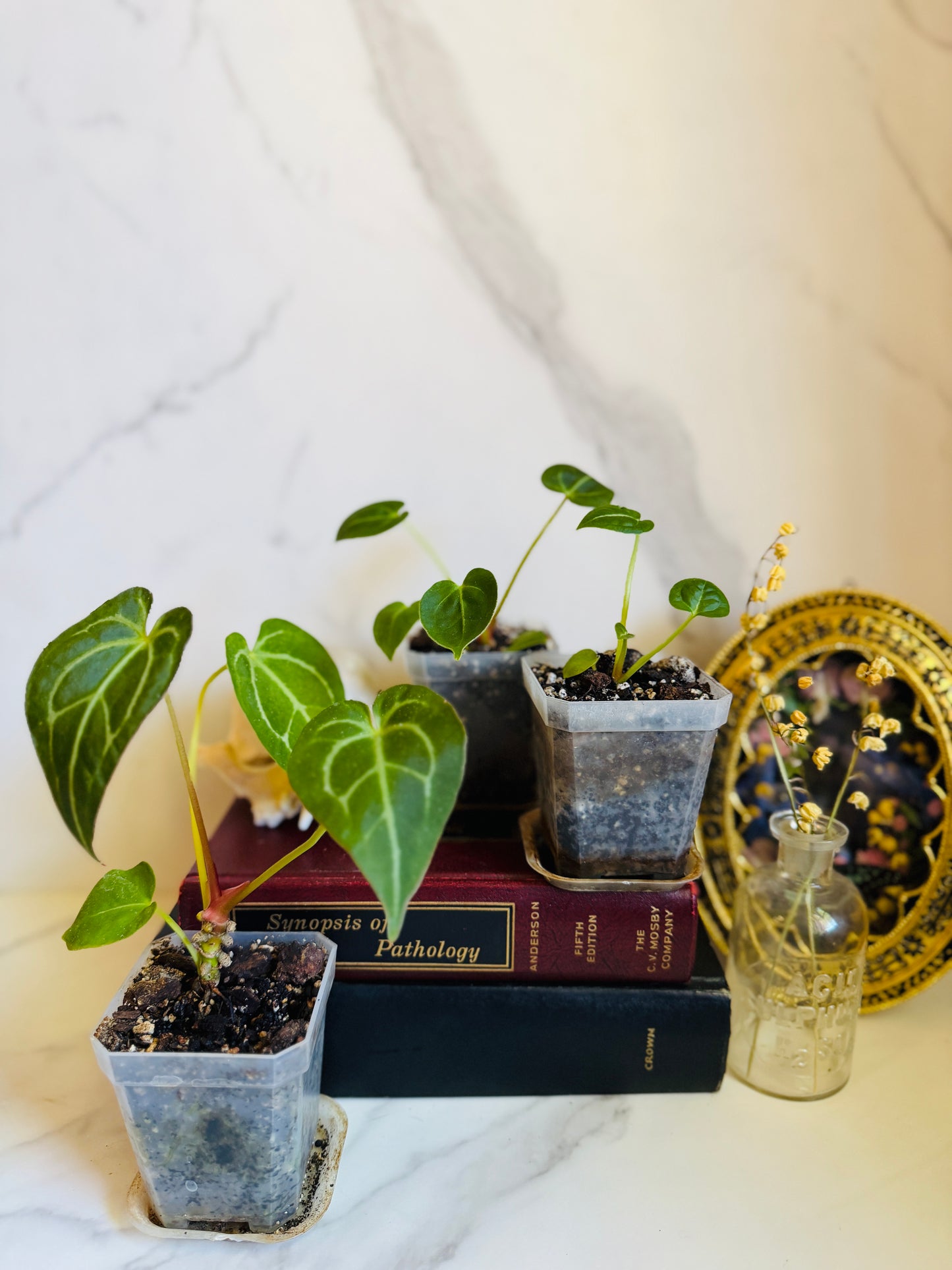 Magnificum x (Verde x Forgetii) Anthurium Seedling