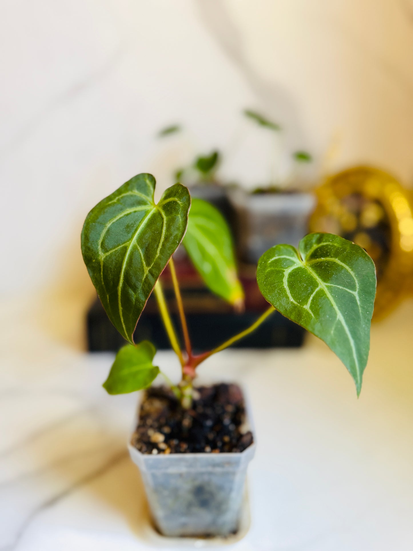 Magnificum x (Verde x Forgetii) Anthurium Seedling
