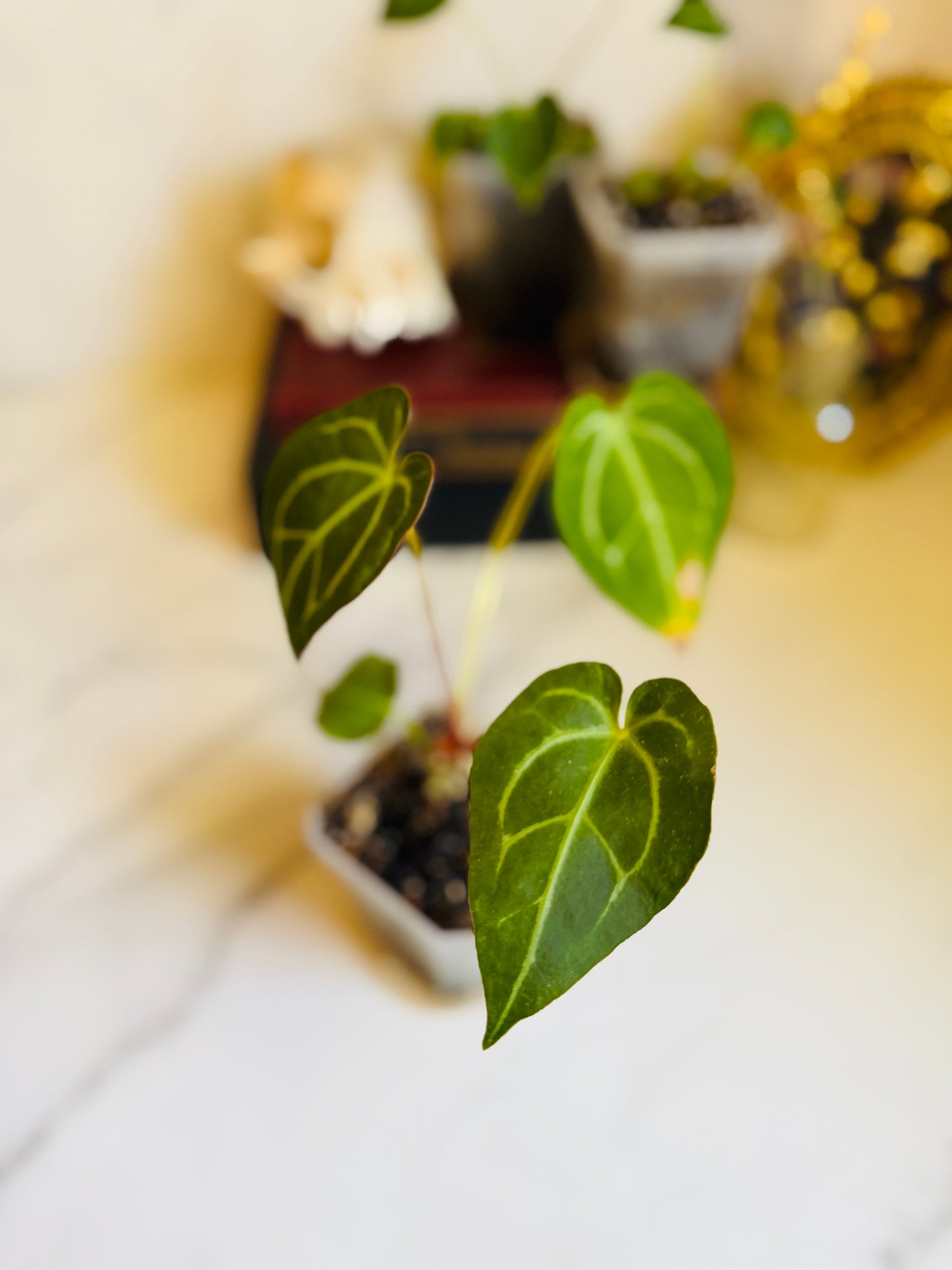 Magnificum x (Verde x Forgetii) Anthurium Seedling