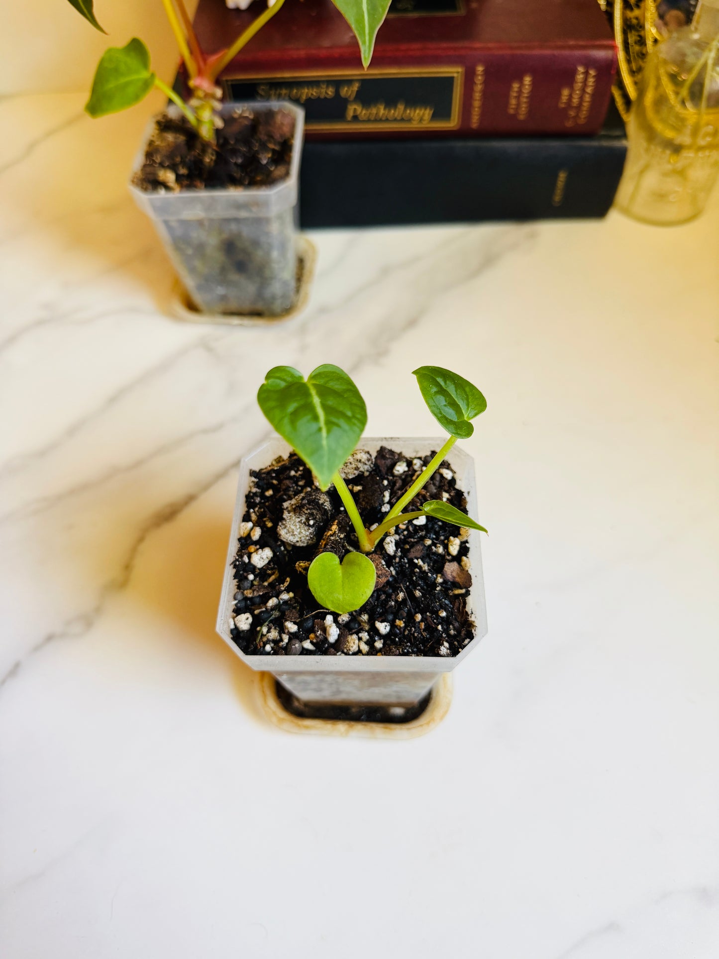 Magnificum x (Verde x Forgetii) Anthurium Seedling