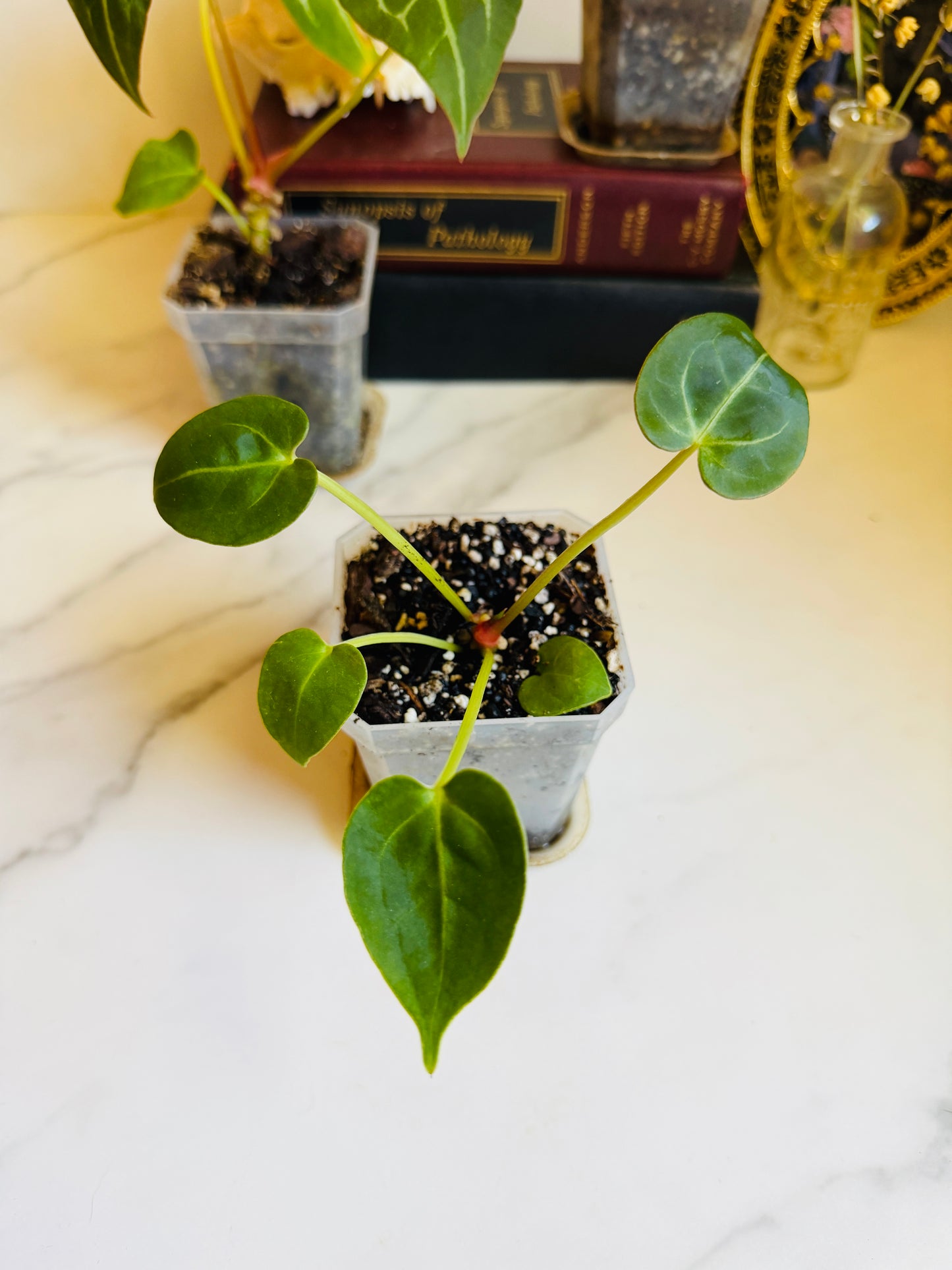 Magnificum x (Verde x Forgetii) Anthurium Seedling