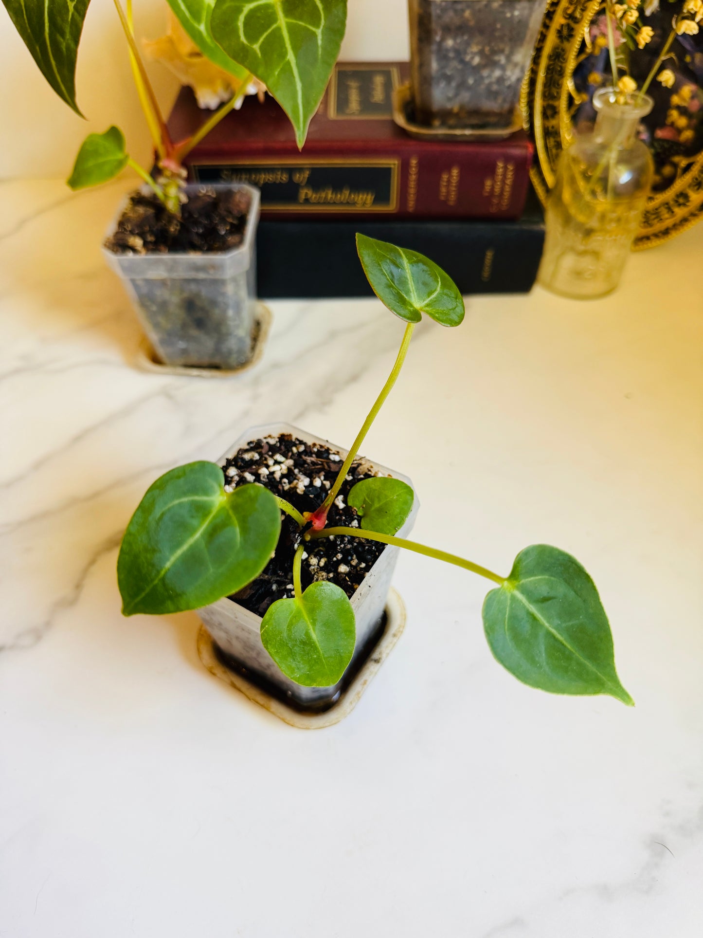 Magnificum x (Verde x Forgetii) Anthurium Seedling