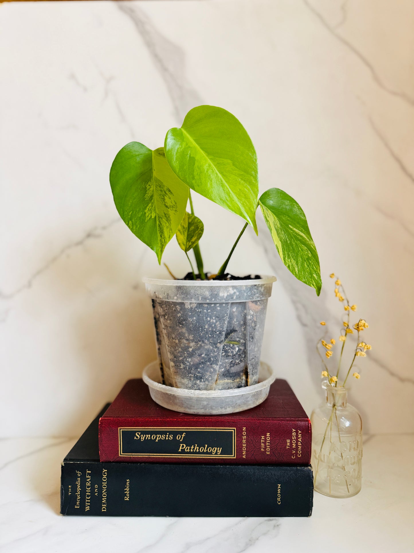 Monstera Aurea