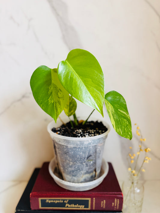 Monstera Aurea