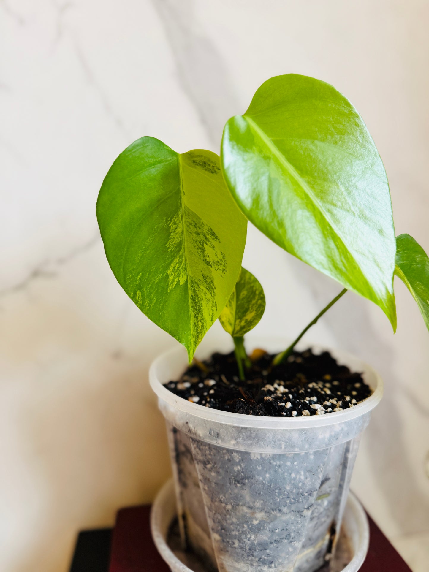 Monstera Aurea