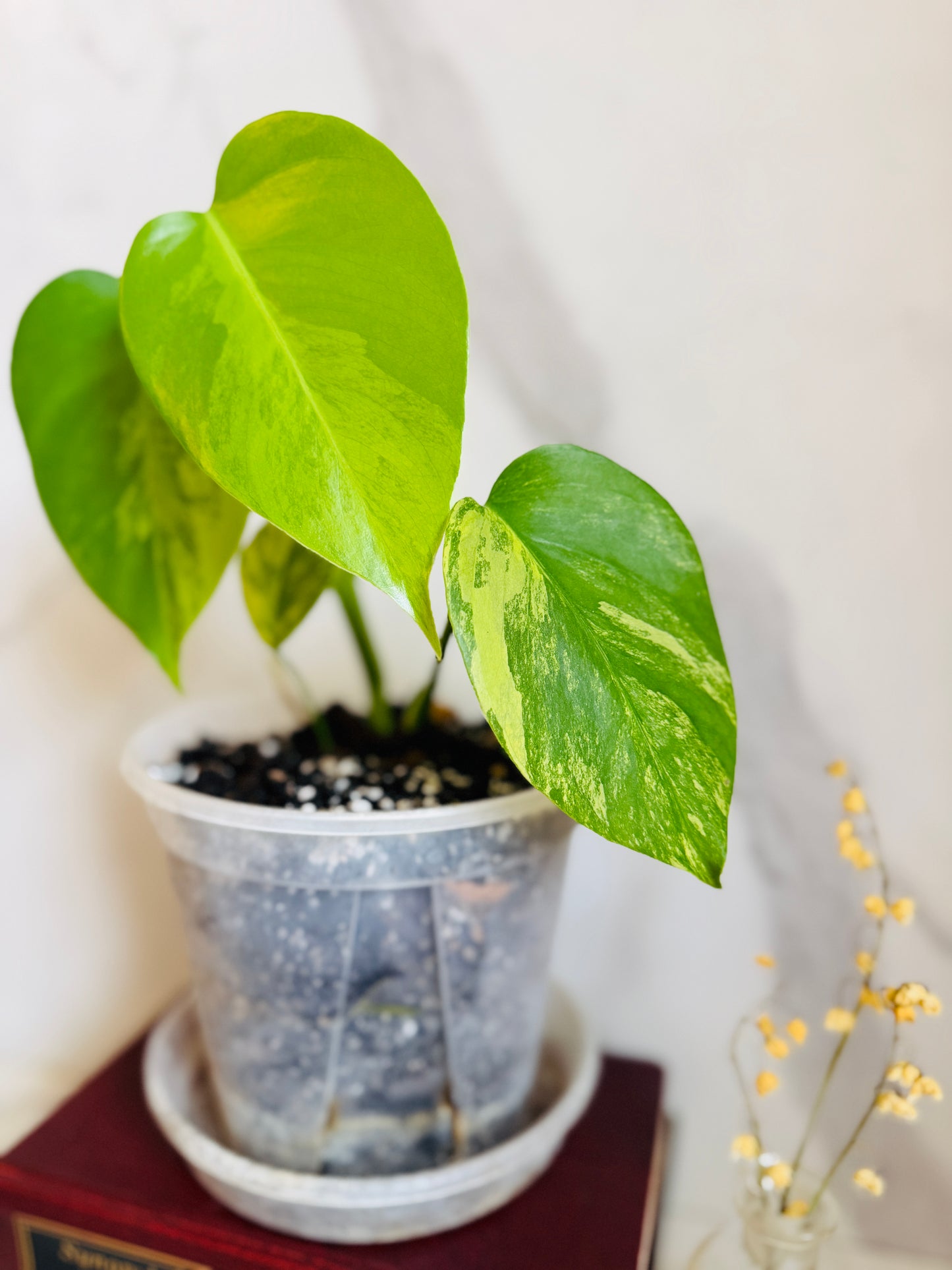 Monstera Aurea