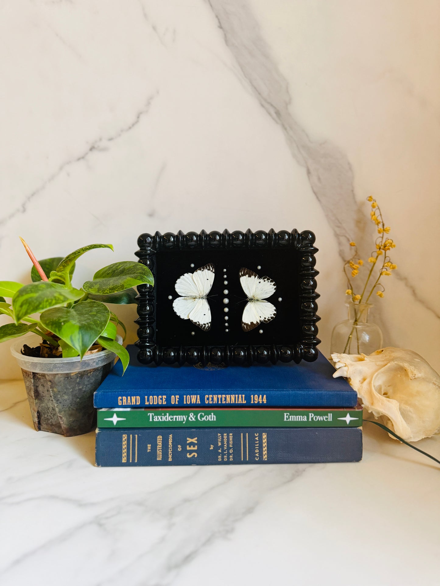 Noctivellum - Real Butterfly Art; Pearl Embellishments