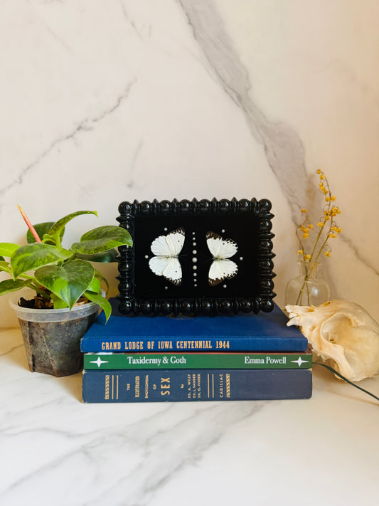 Noctivellum - Real Butterfly Art; Pearl Embellishments