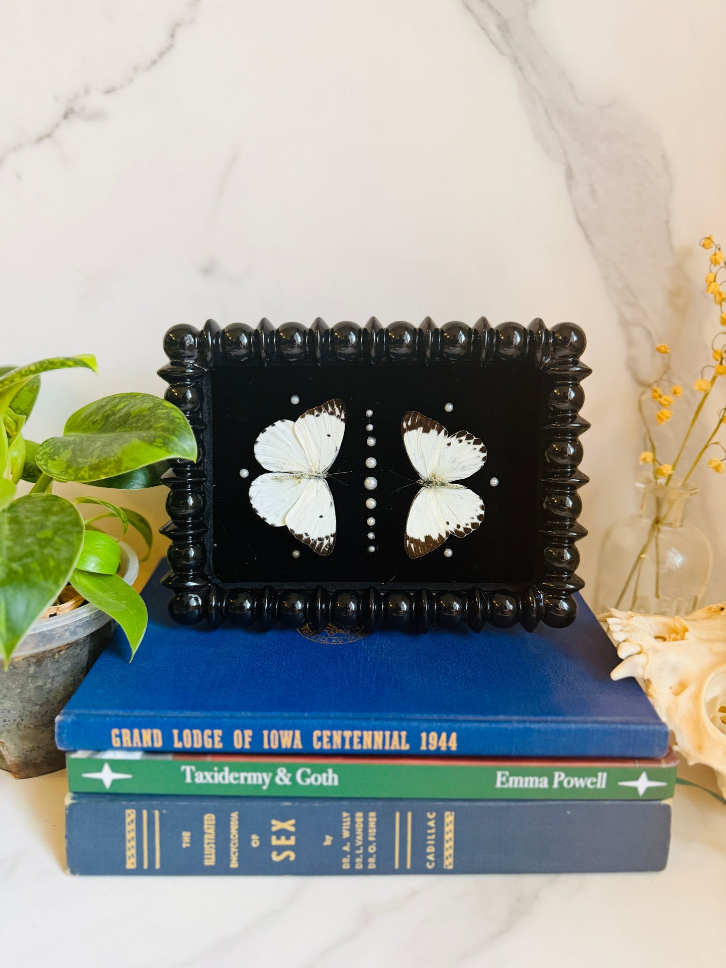 Noctivellum - Real Butterfly Art; Pearl Embellishments
