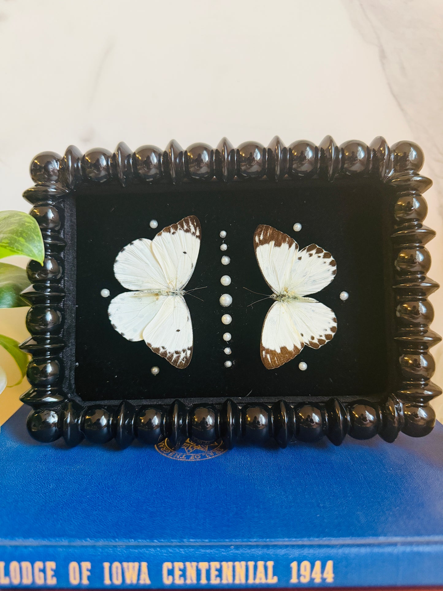 Noctivellum - Real Butterfly Art; Pearl Embellishments