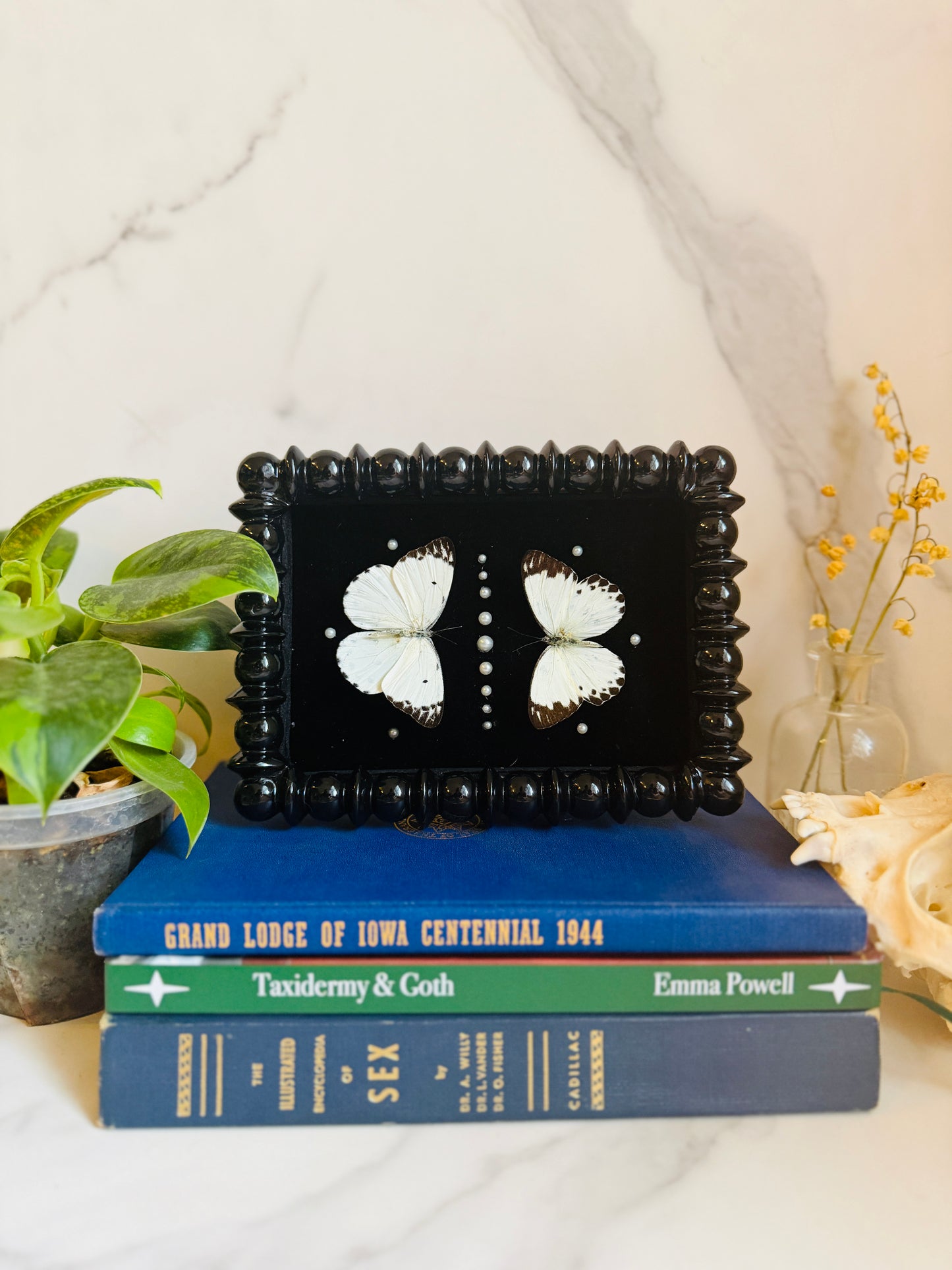 Noctivellum - Real Butterfly Art; Pearl Embellishments
