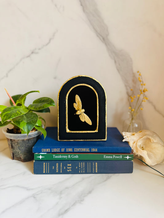 Aurecanta - Real Cicada Art; Gold Leafed Cicada