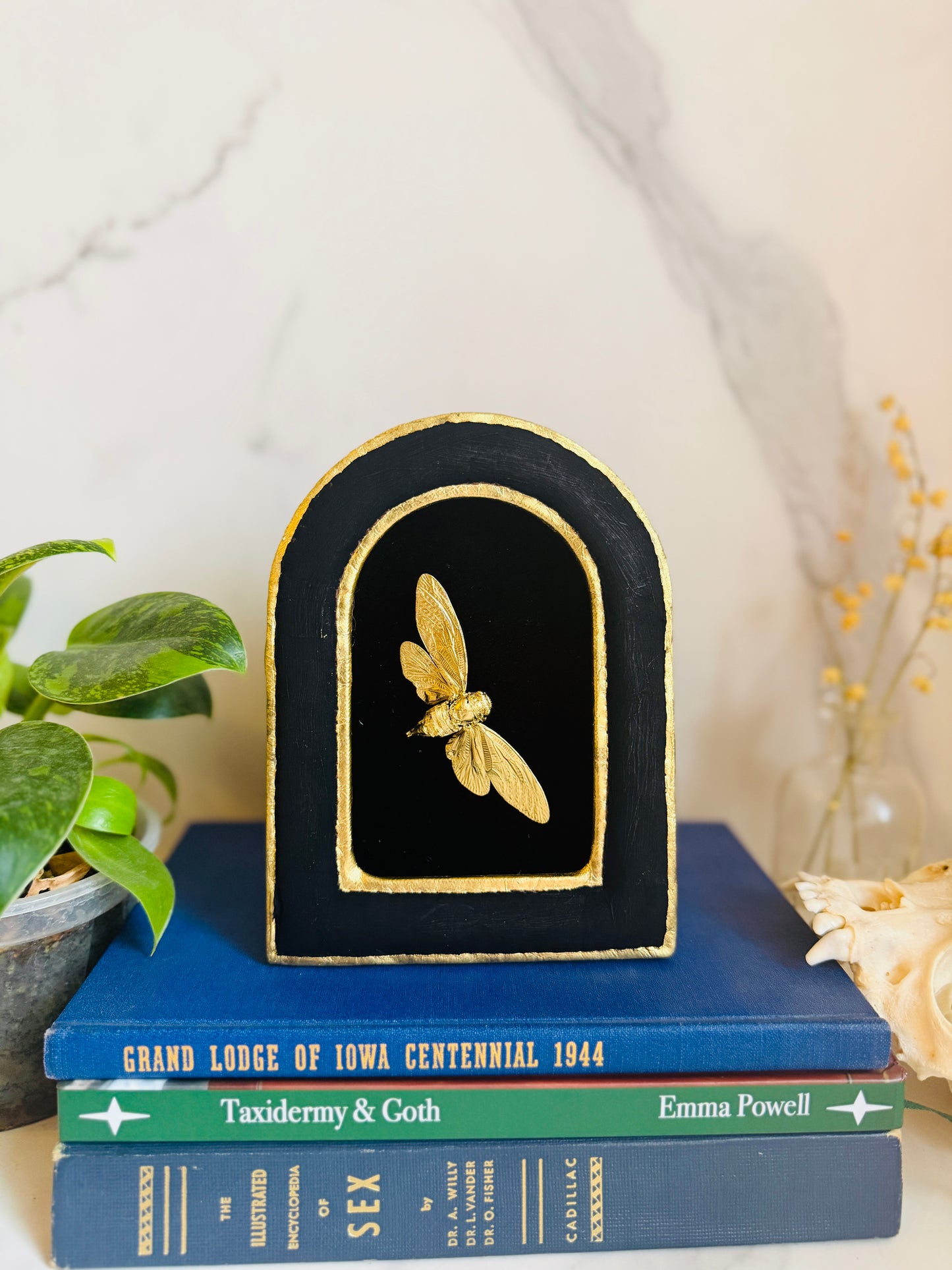 Aurecanta - Real Cicada Art; Gold Leafed Cicada