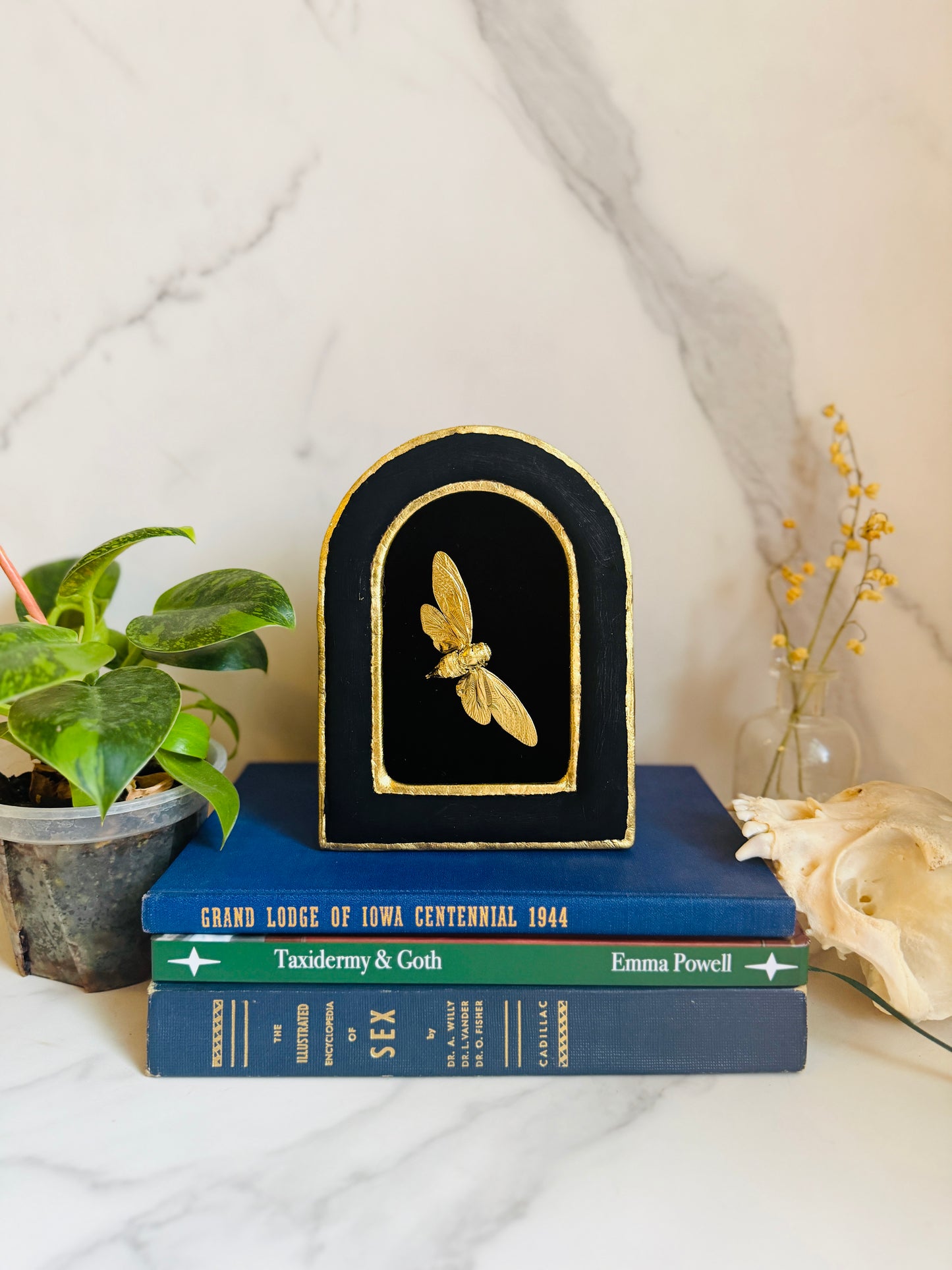 Aurecanta - Real Cicada Art; Gold Leafed Cicada