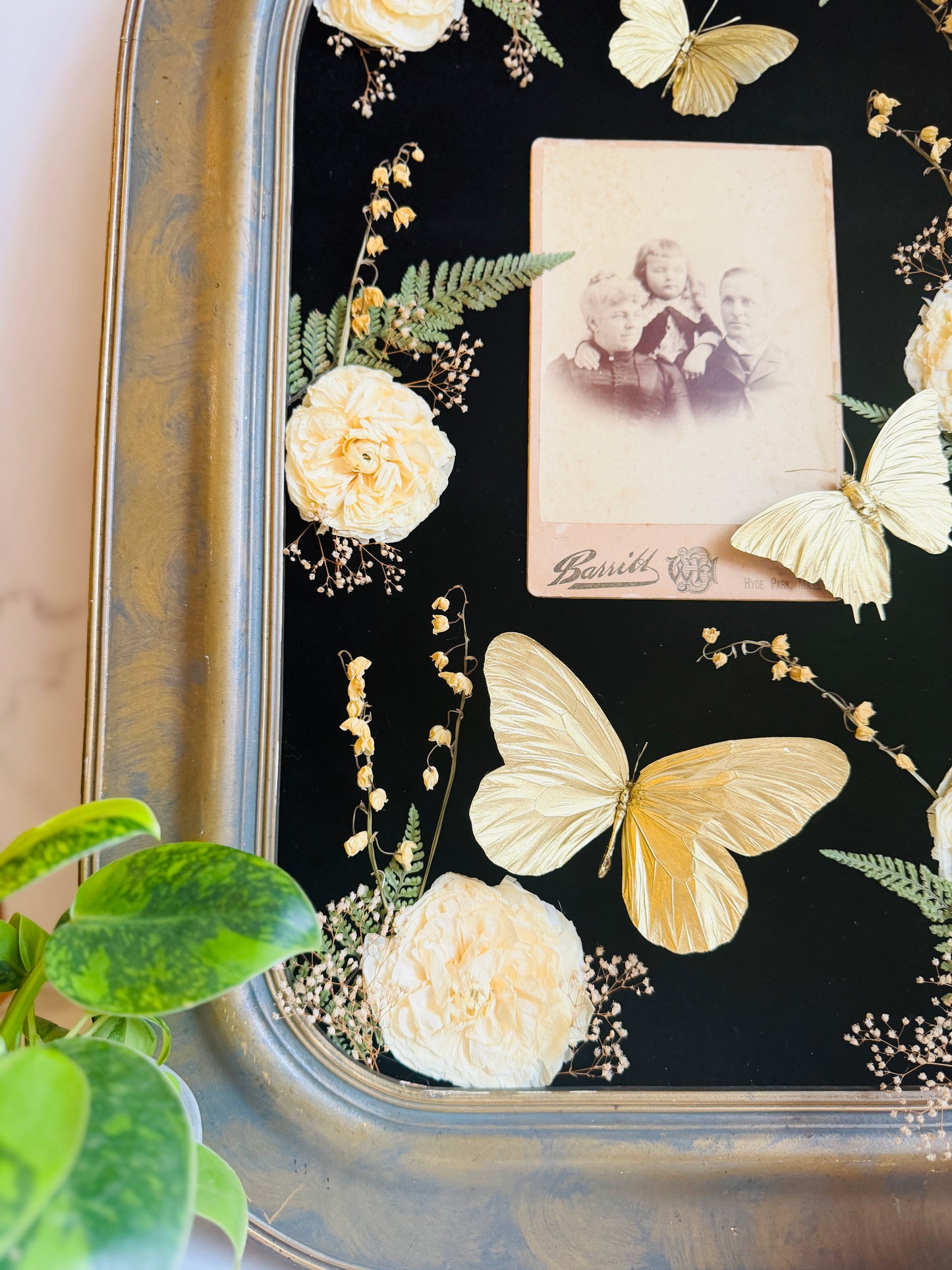 Bellamortua - Real Butterfly Art; Real Antique Cabinet Card; Real Antique Bubble Glass Frame