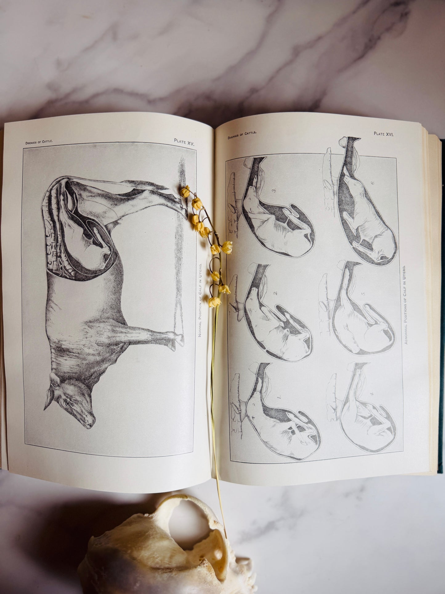 1923 Diseases of Cattle; Antique Agriculture Book