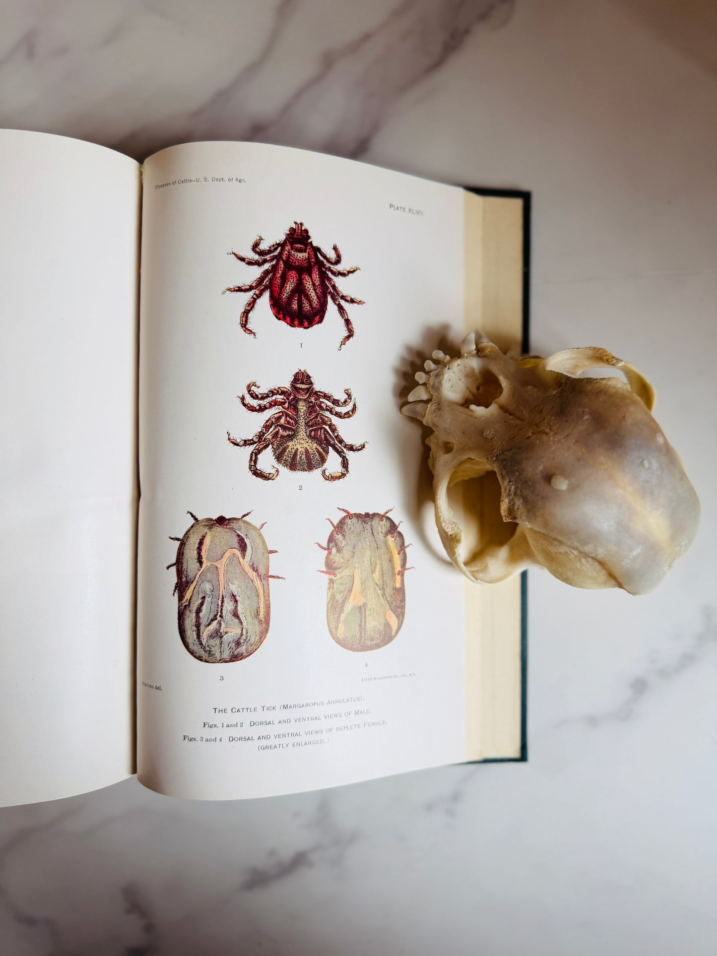 1923 Diseases of Cattle; Antique Agriculture Book