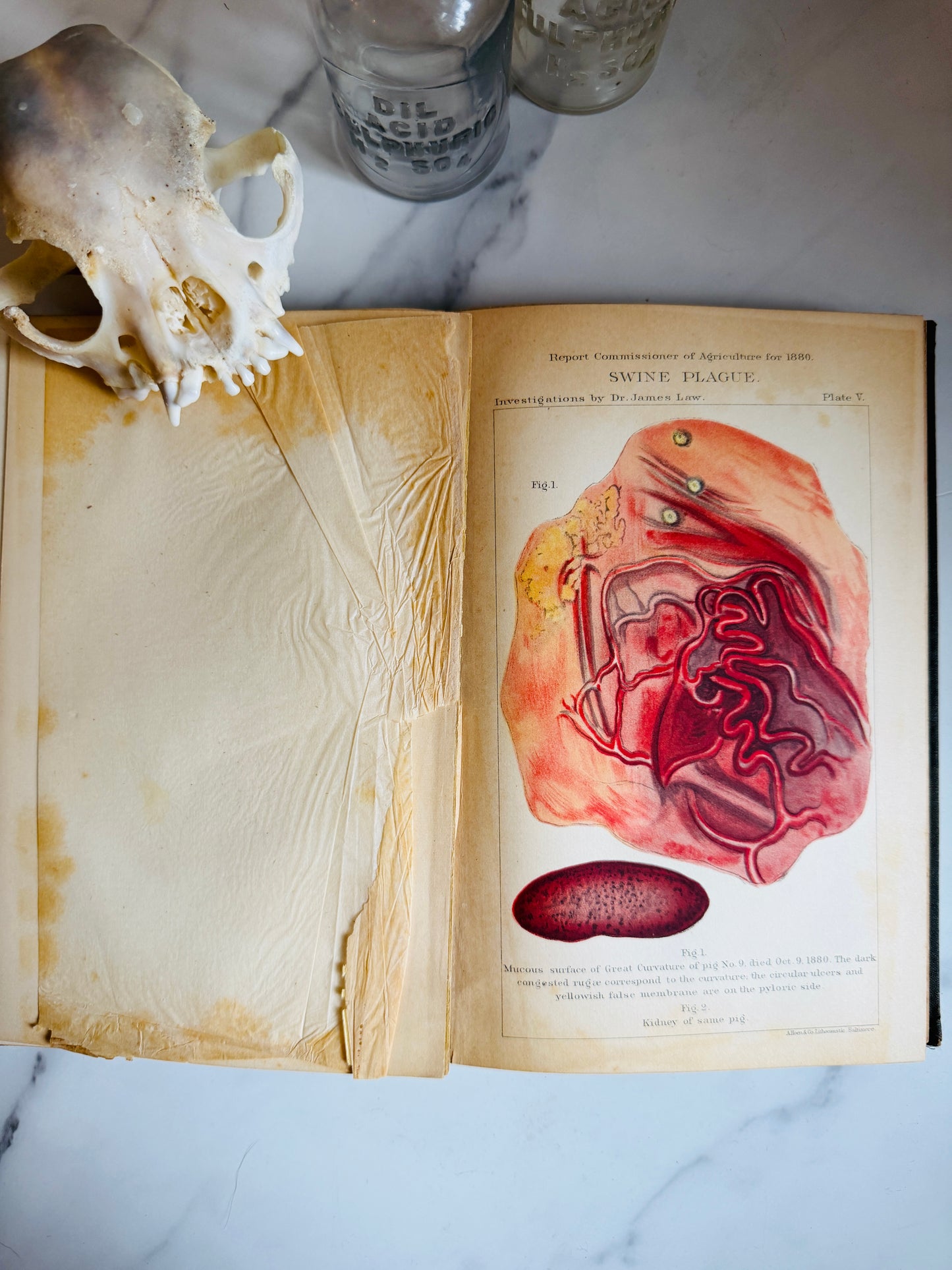 1881 Diseases of Domesticated Animals; Antique Agriculture Book