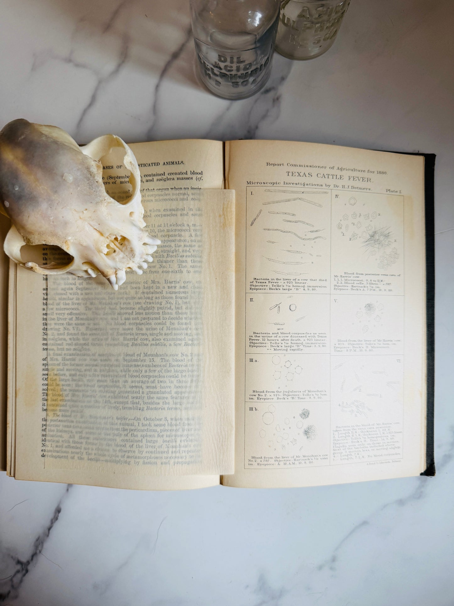 1881 Diseases of Domesticated Animals; Antique Agriculture Book