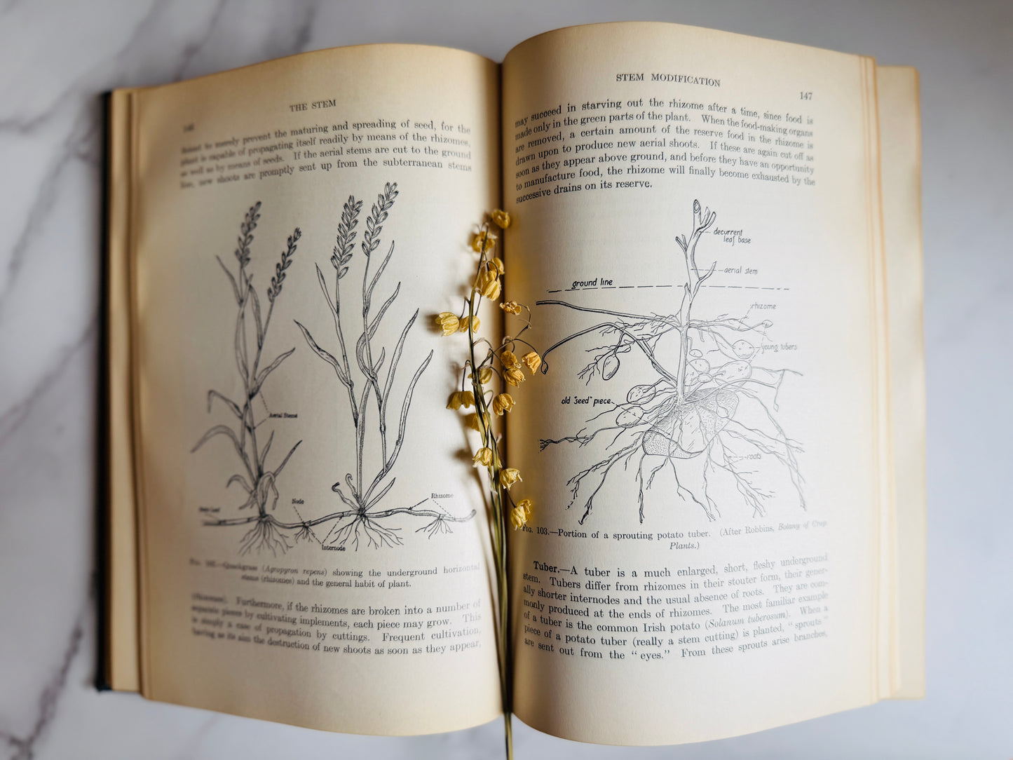 1927 Textbook of General Botany; Antique Science Book