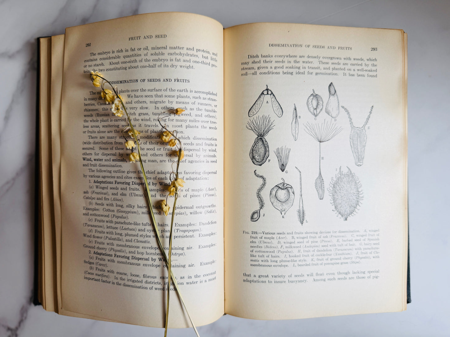 1927 Textbook of General Botany; Antique Science Book