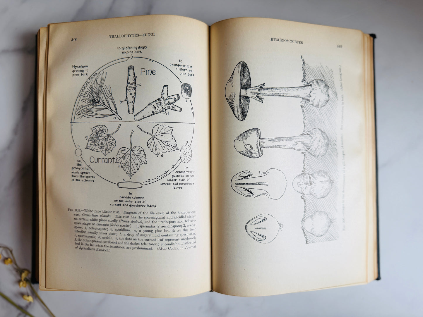 1927 Textbook of General Botany; Antique Science Book