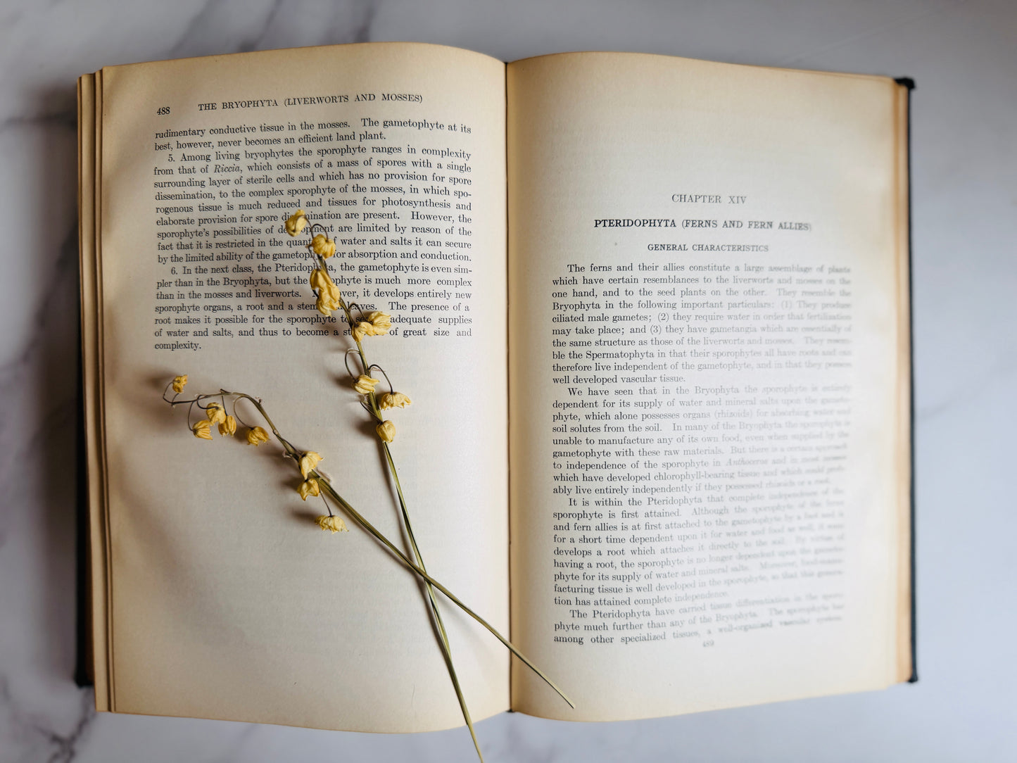 1927 Textbook of General Botany; Antique Science Book