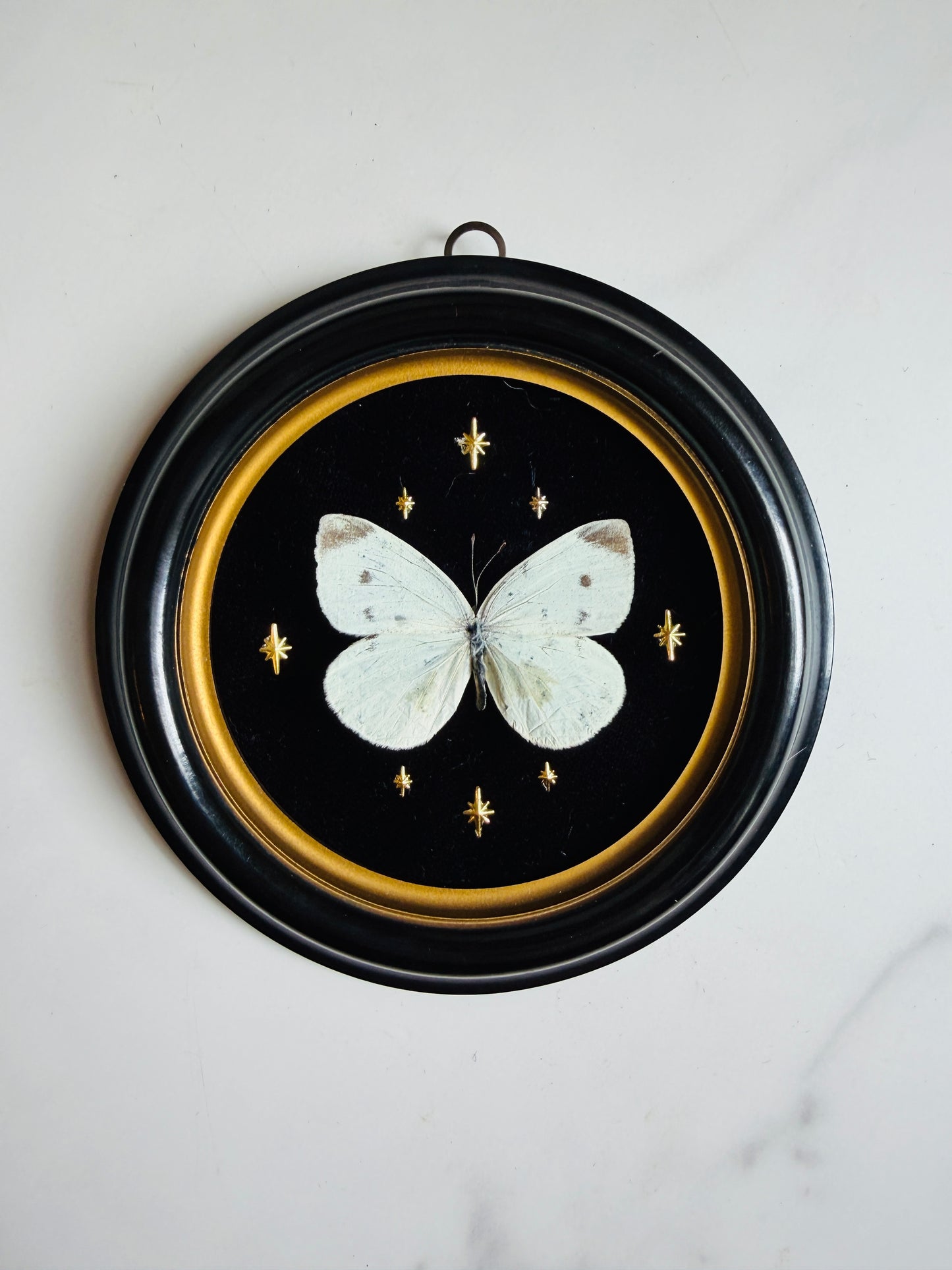 Velora - Real Butterfly Art; Vintage Bubble Glass Frame