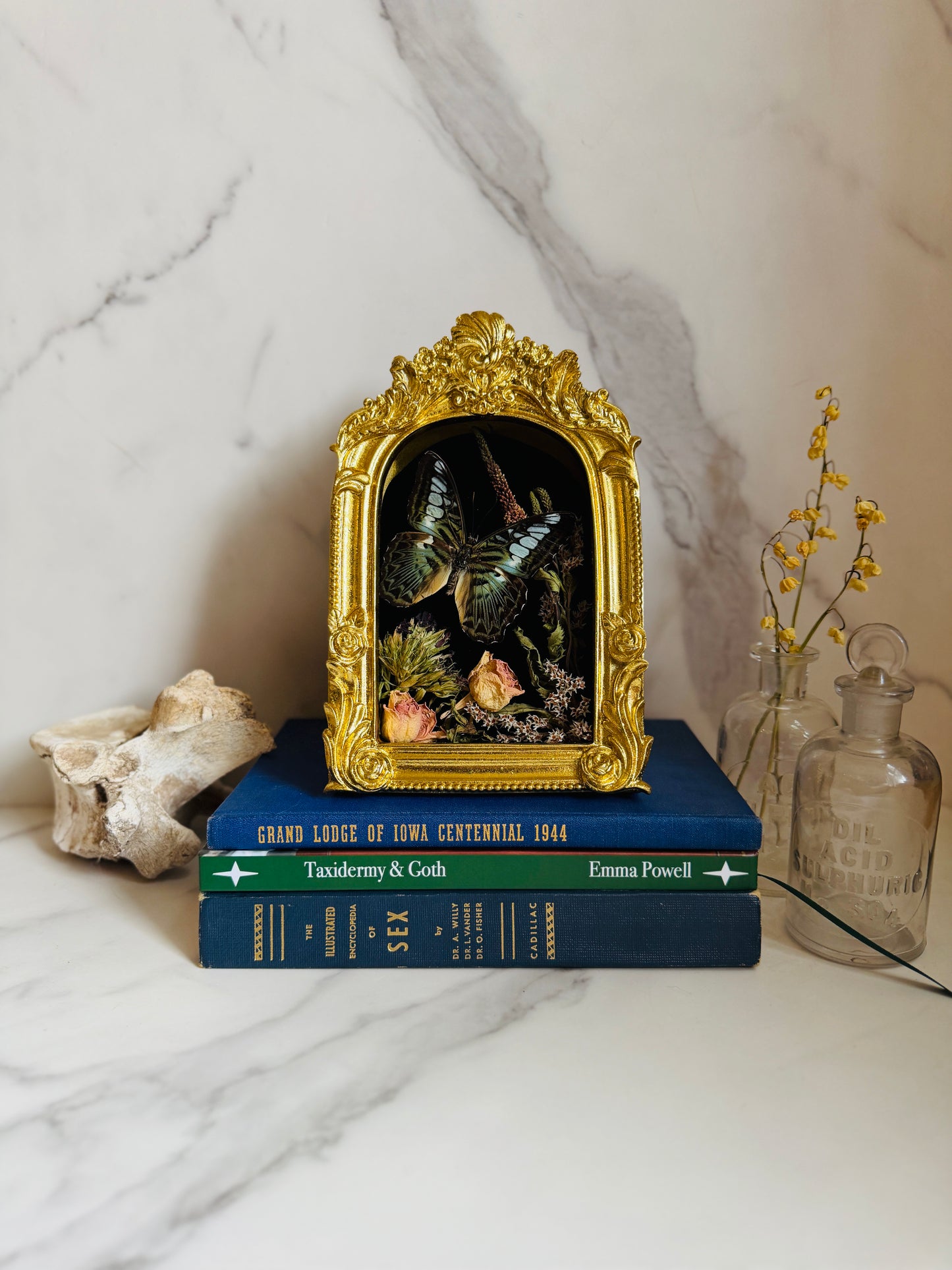 Oranthys - Real Butterfly Art; Ornate Gold Frame