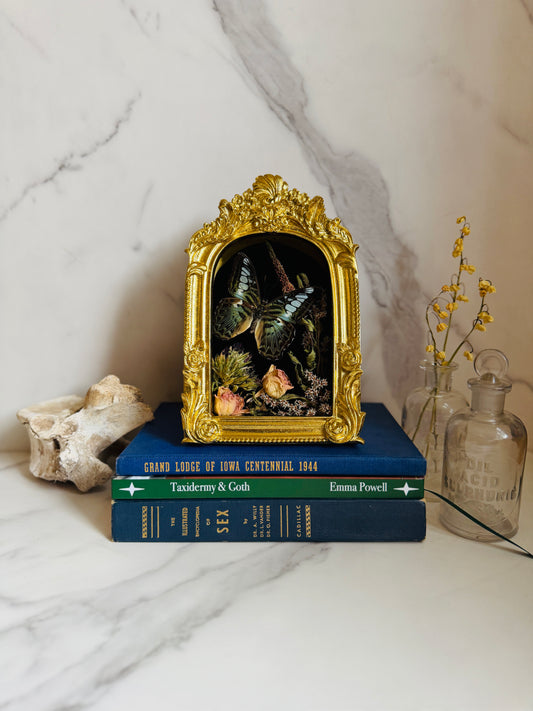 Oranthys - Real Butterfly Art; Ornate Gold Frame