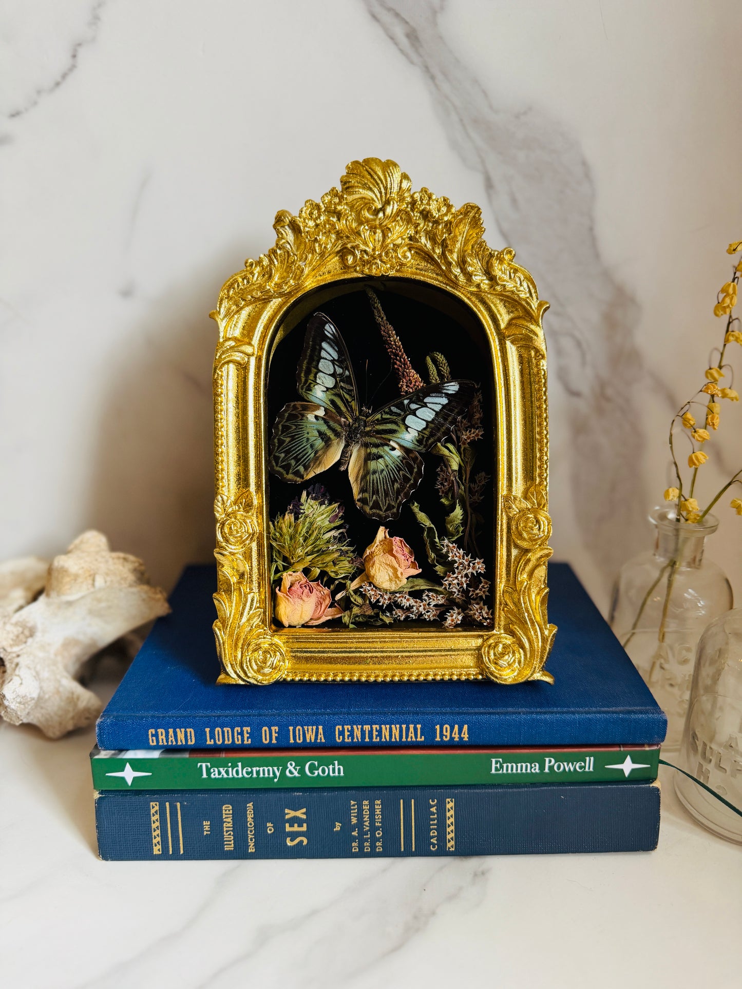 Oranthys - Real Butterfly Art; Ornate Gold Frame