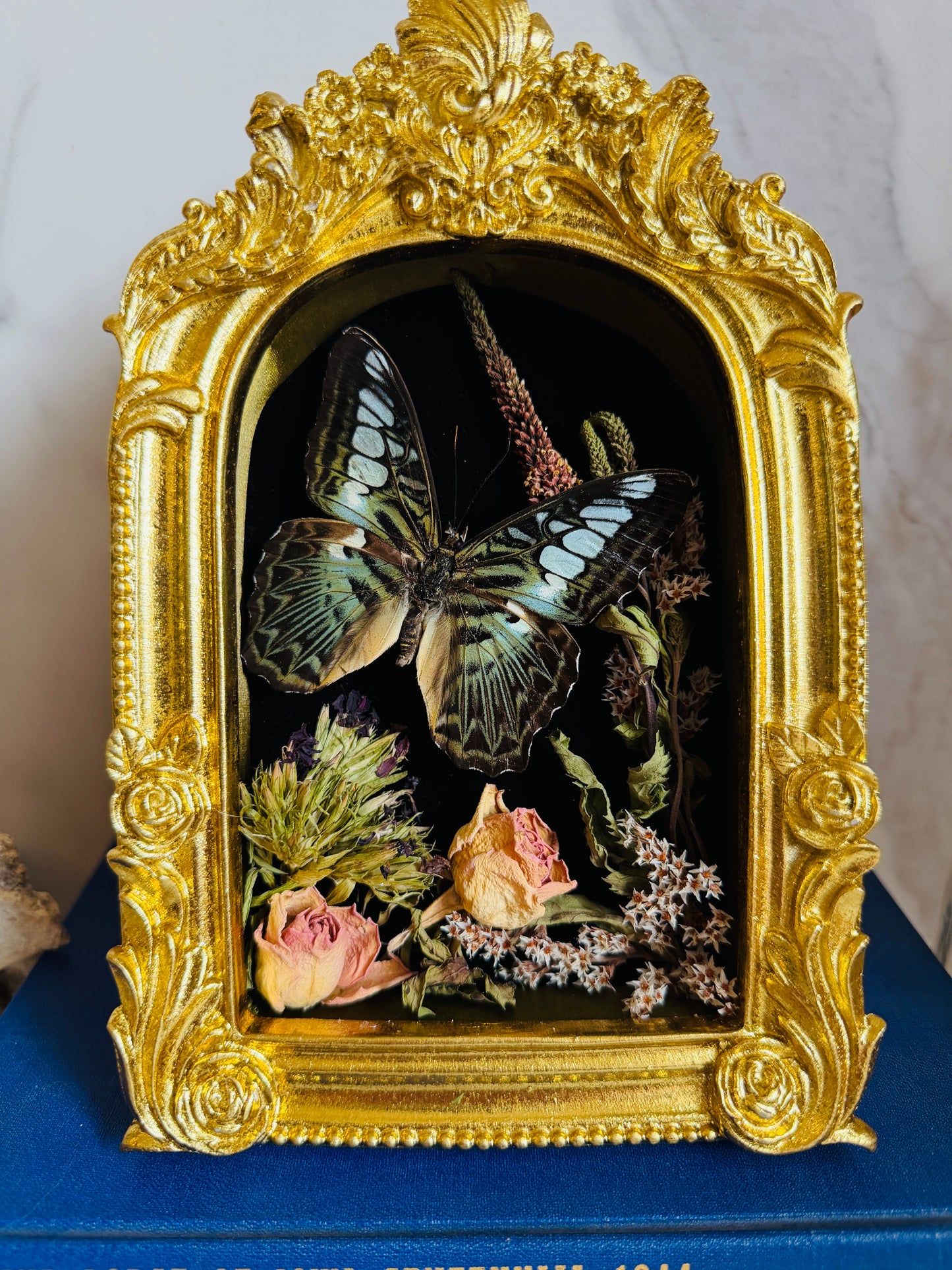 Oranthys - Real Butterfly Art; Ornate Gold Frame