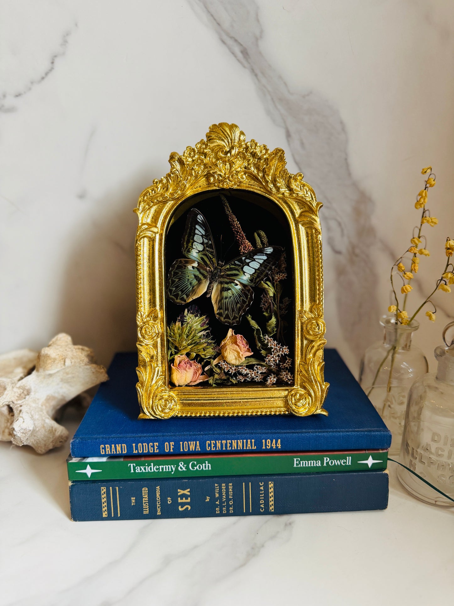 Oranthys - Real Butterfly Art; Ornate Gold Frame