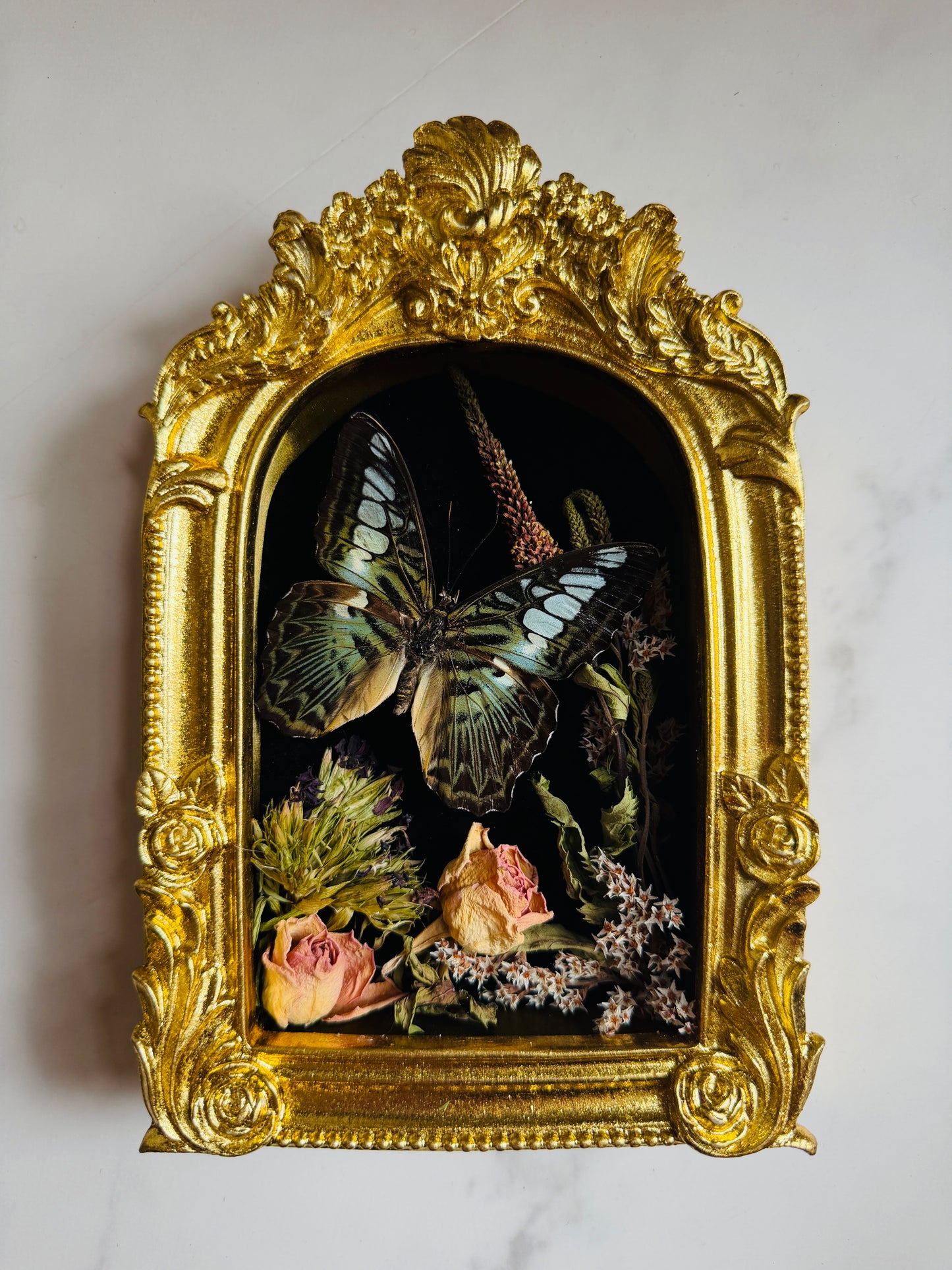 Oranthys - Real Butterfly Art; Ornate Gold Frame
