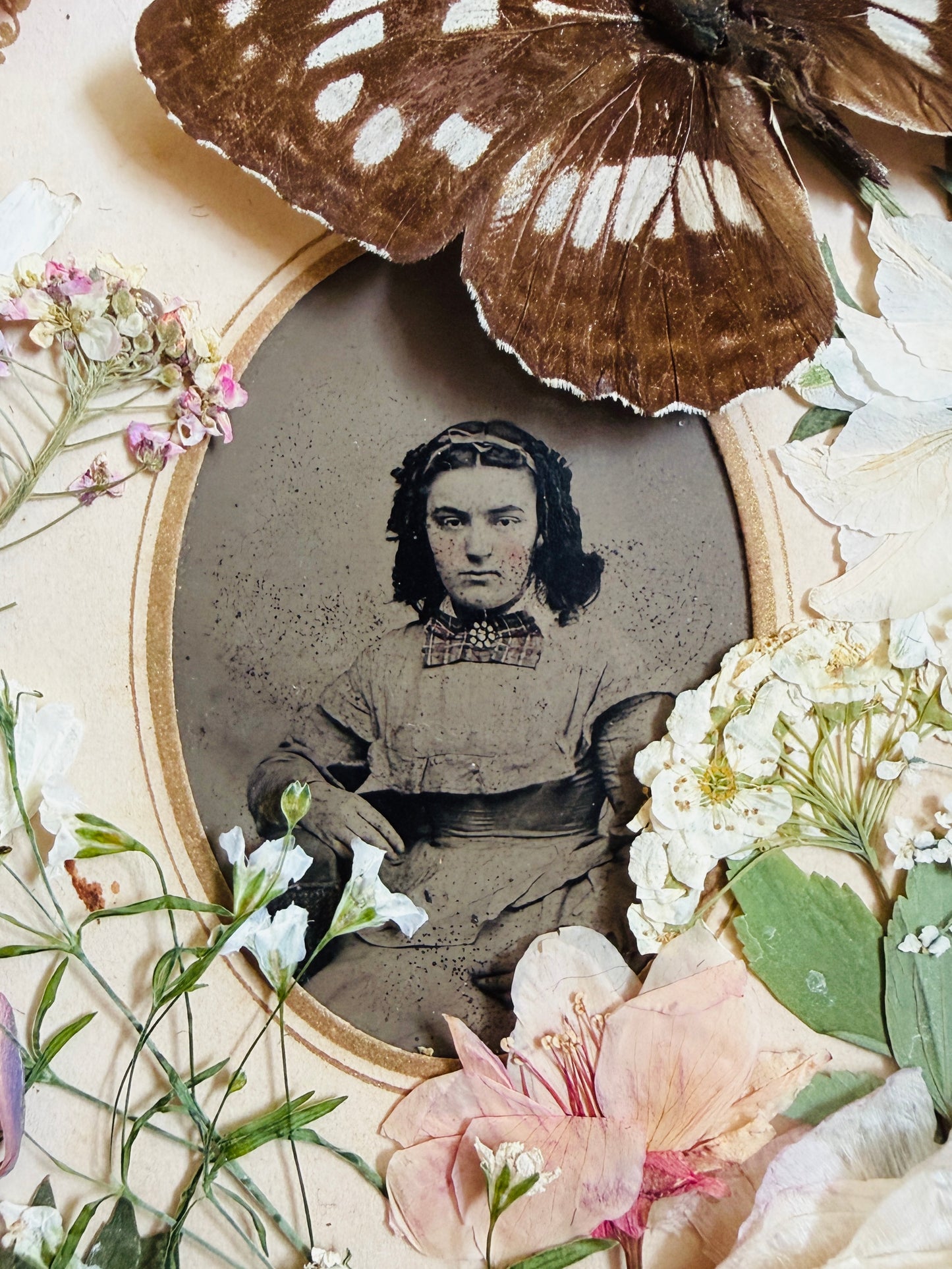 Aurethia - Real Butterfly Art; Real Antique Tintype