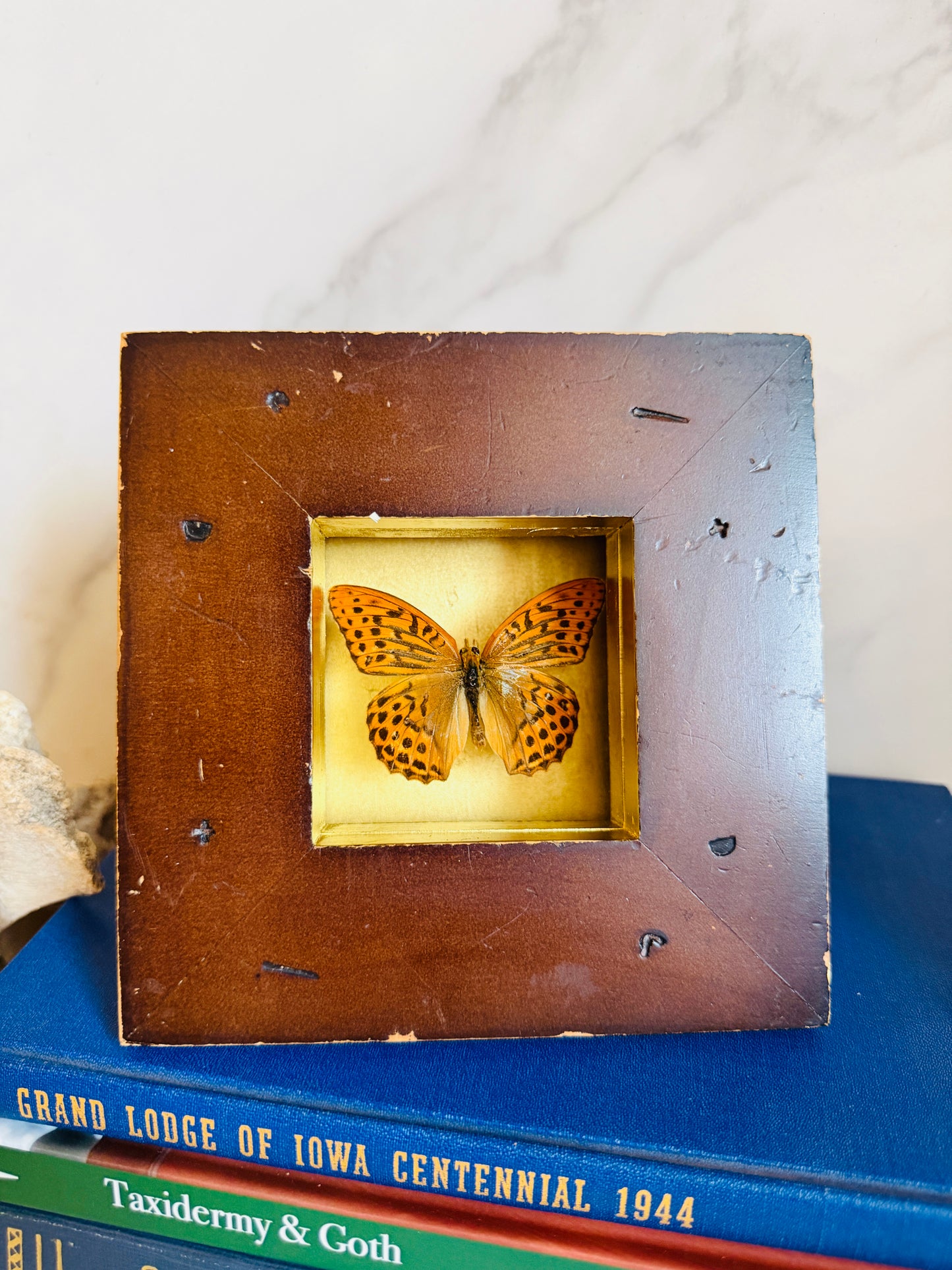 Lunagild - Real Butterfly Art