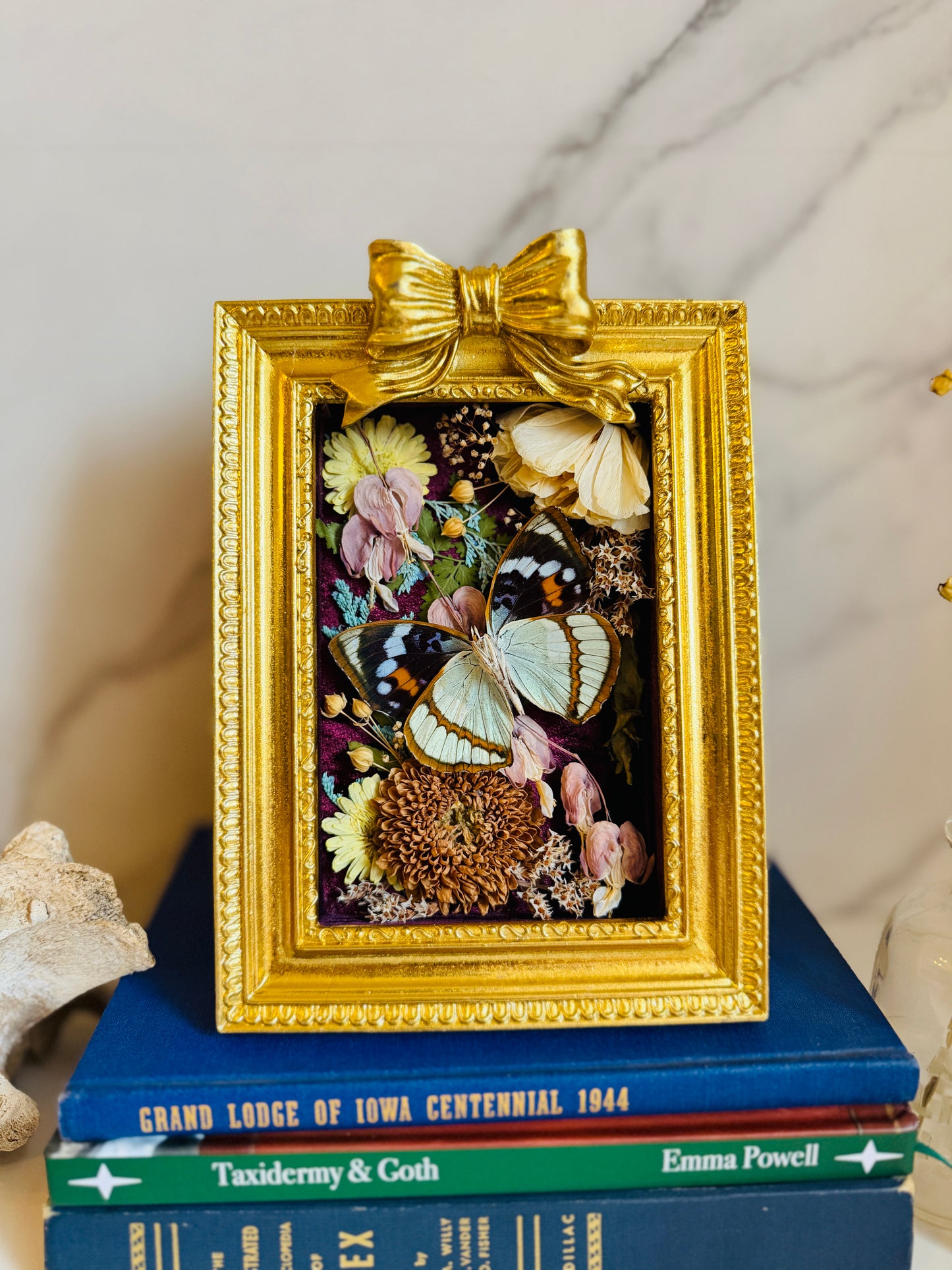 Floréveil - Real Butterfly Art; Gold Ornate Frame