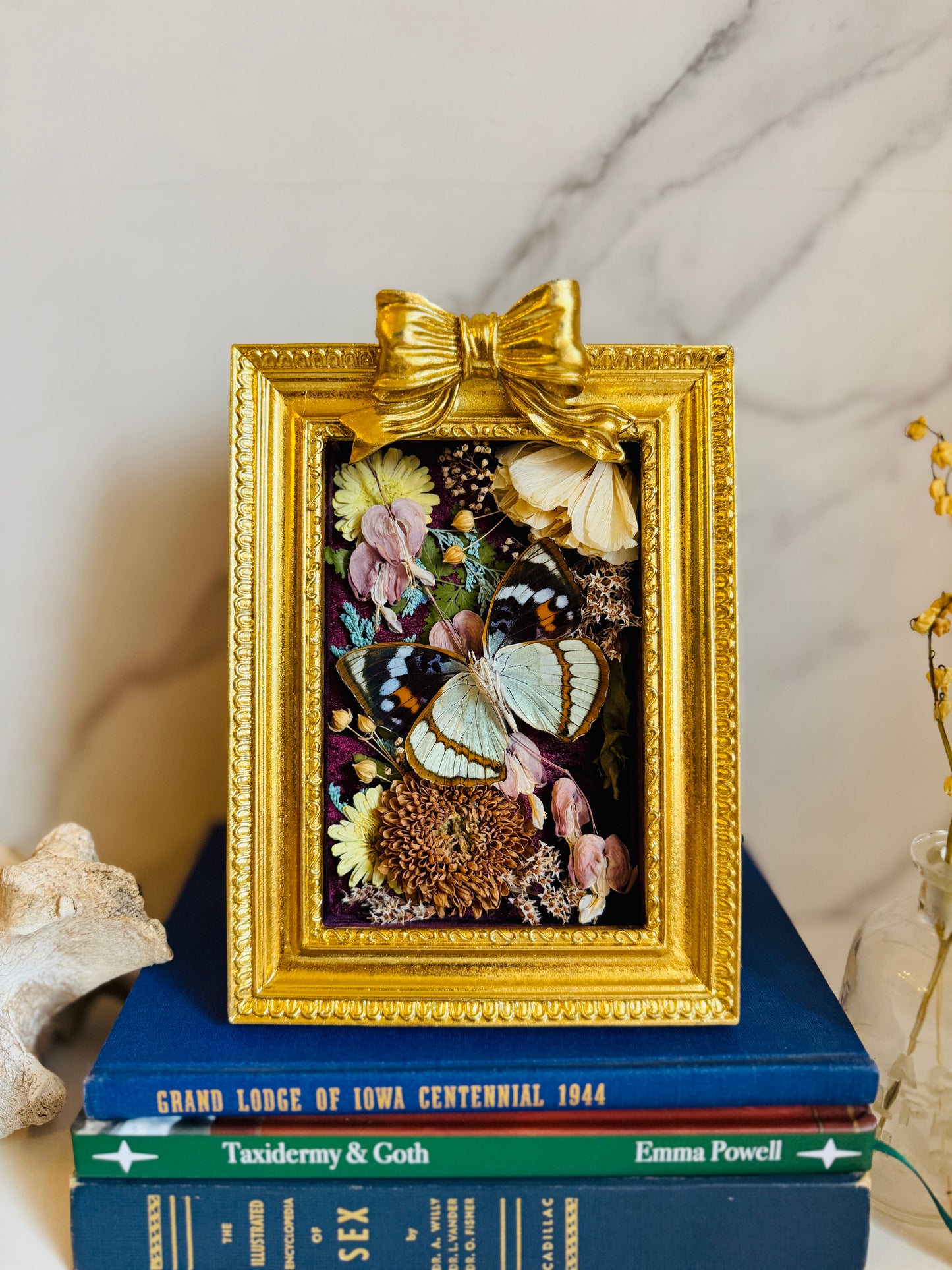 Floréveil - Real Butterfly Art; Gold Ornate Frame