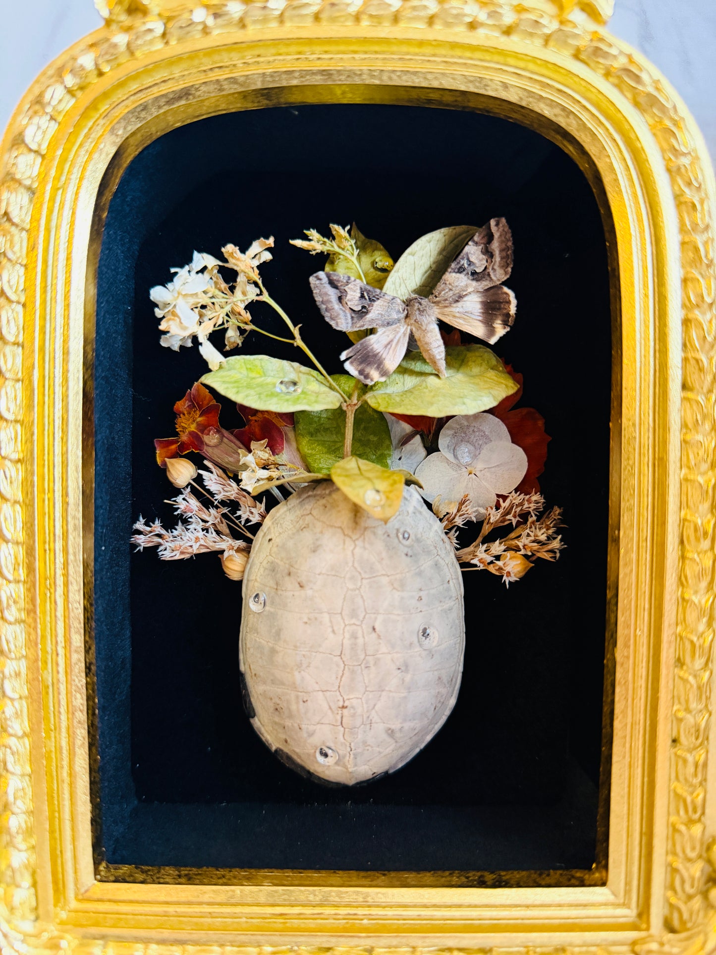 Thalassa Relic - Real Moth Art; Real Turtle Shell