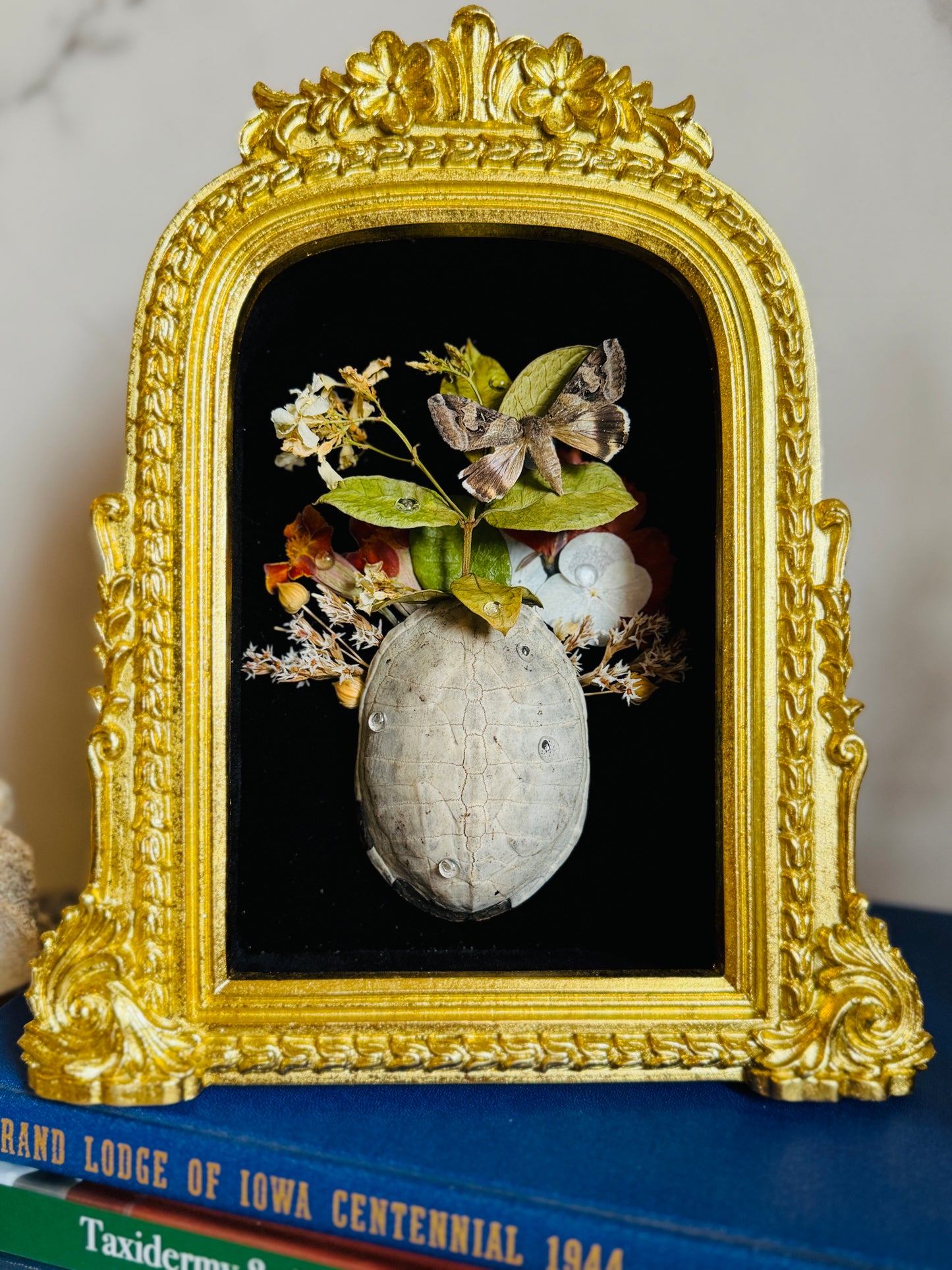 Thalassa Relic - Real Moth Art; Real Turtle Shell