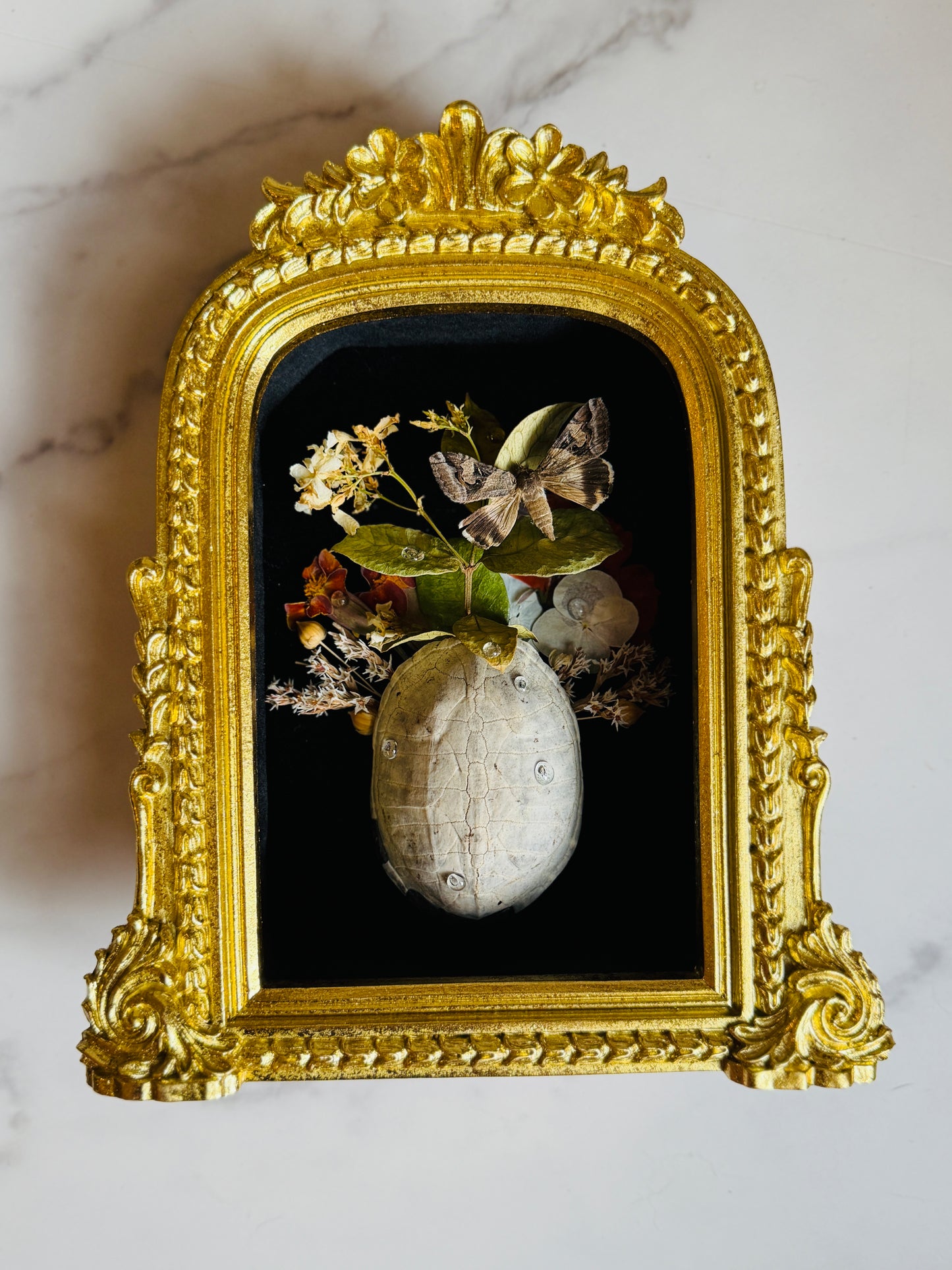 Thalassa Relic - Real Moth Art; Real Turtle Shell
