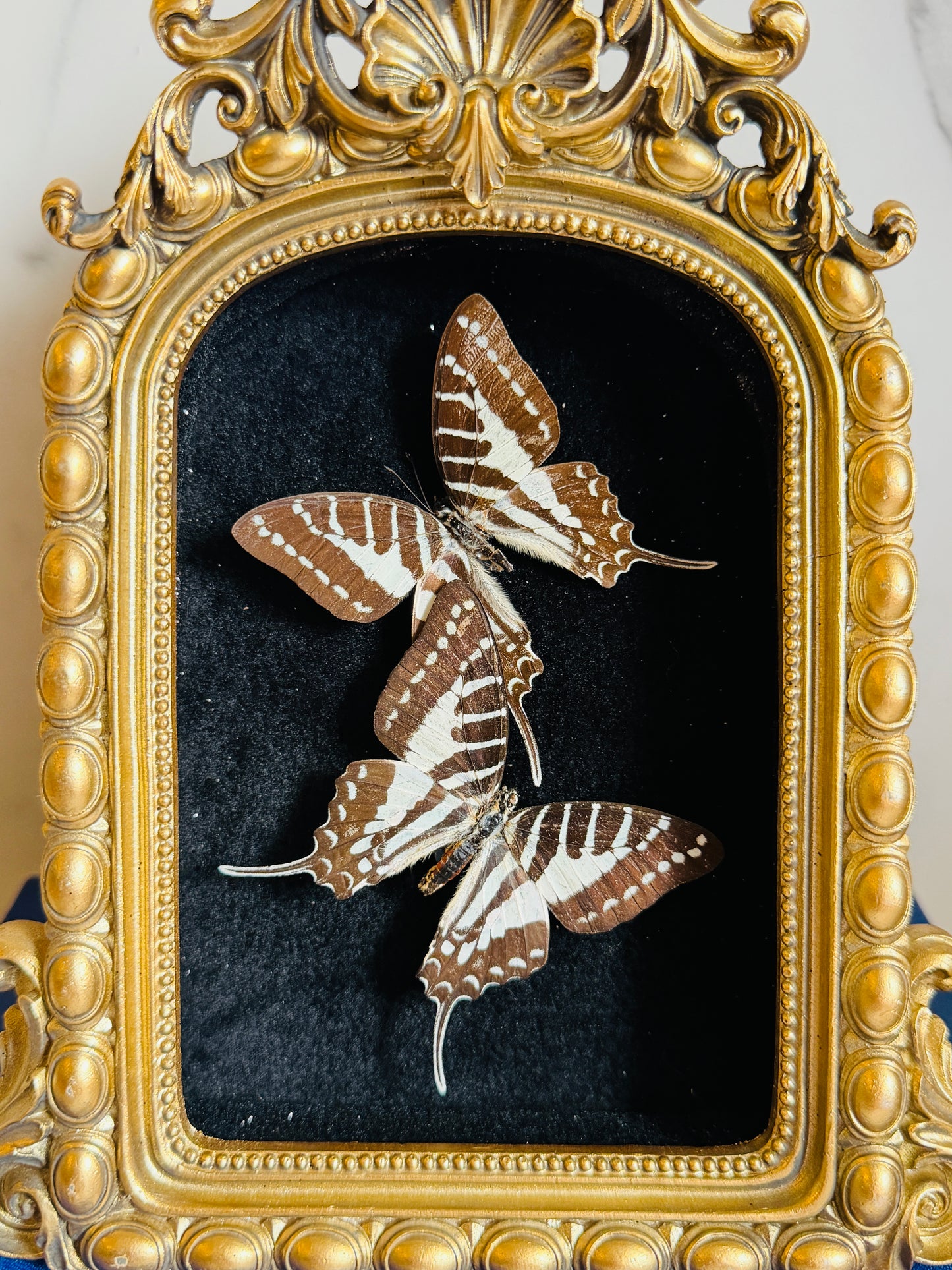 Noctivara - Real Butterfly Art