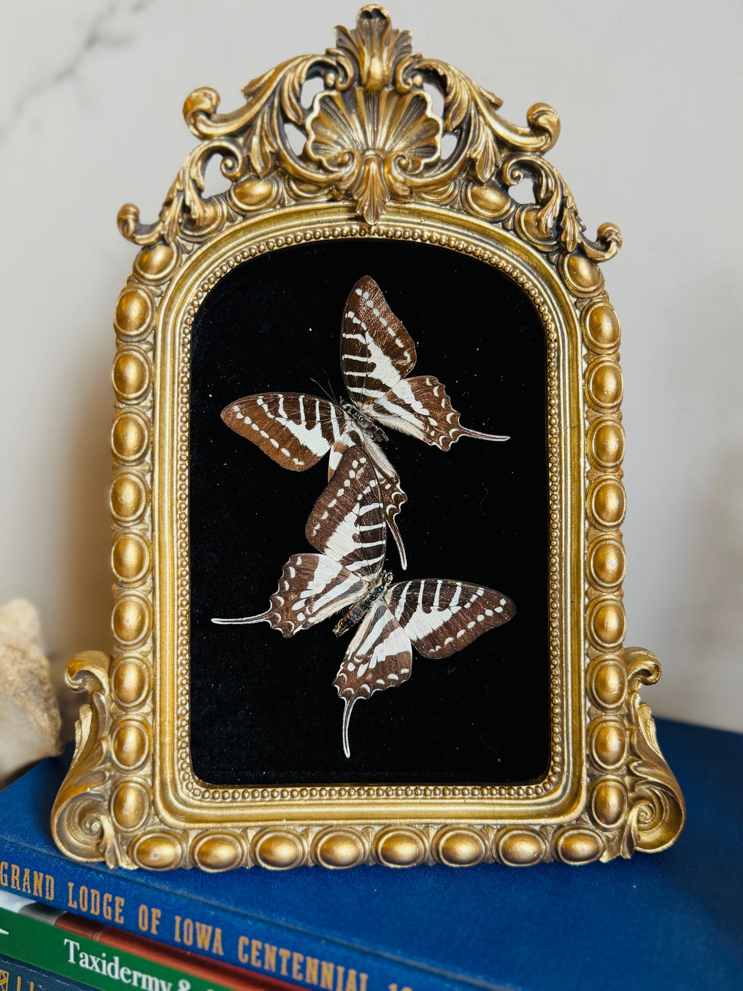 Noctivara - Real Butterfly Art