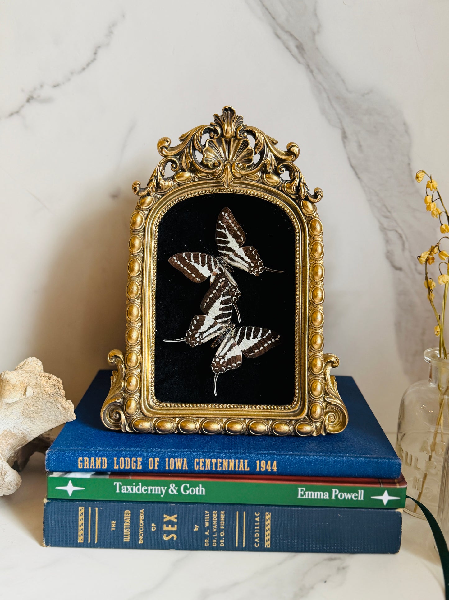 Noctivara - Real Butterfly Art
