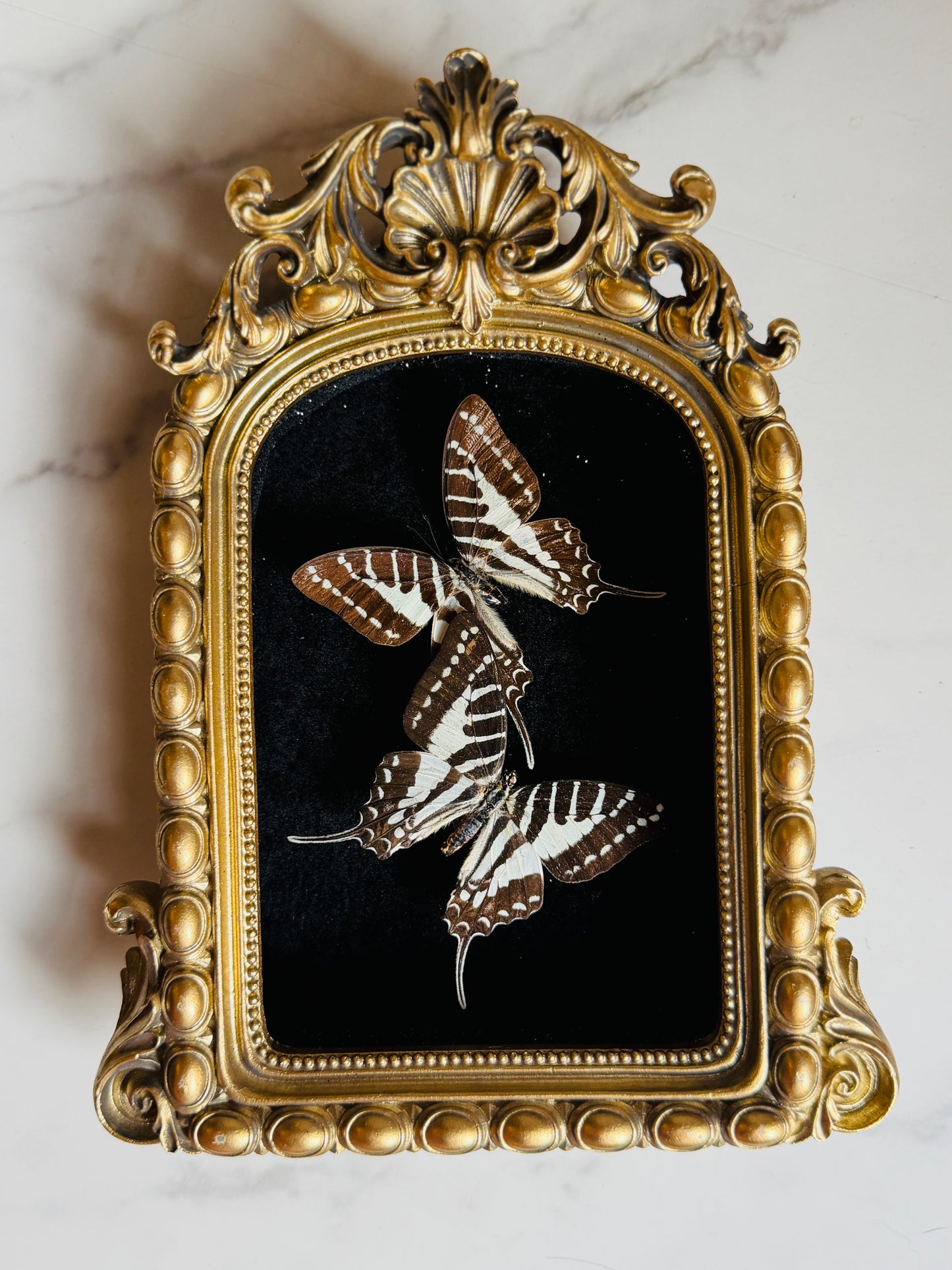 Noctivara - Real Butterfly Art
